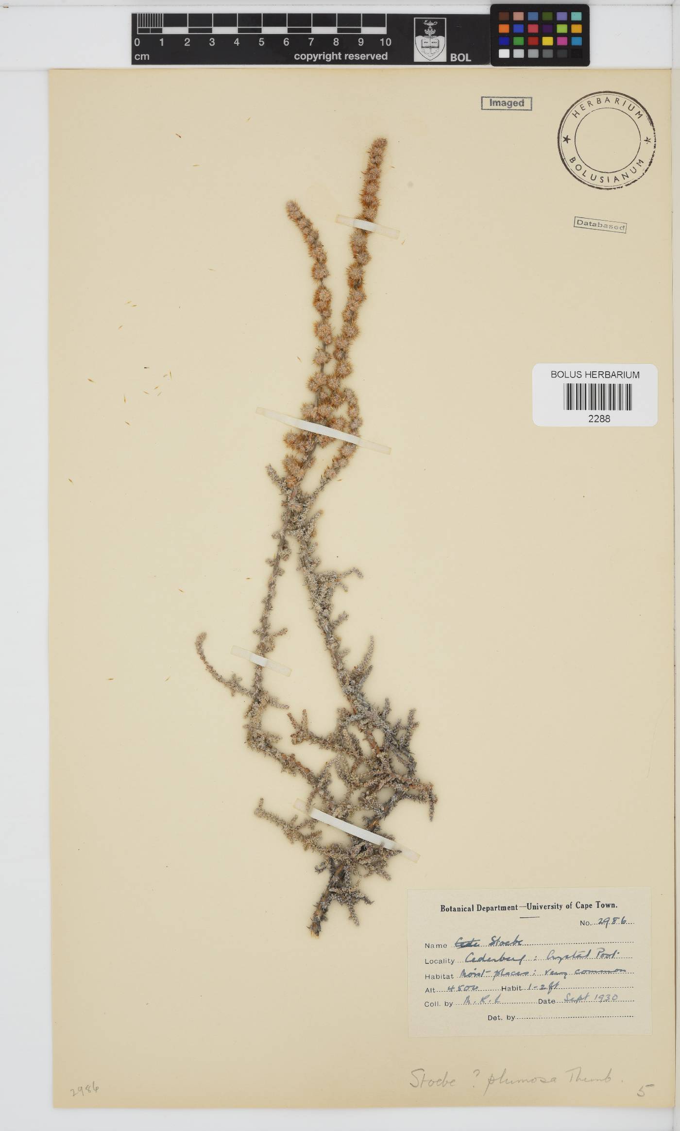 Seriphium plumosum image