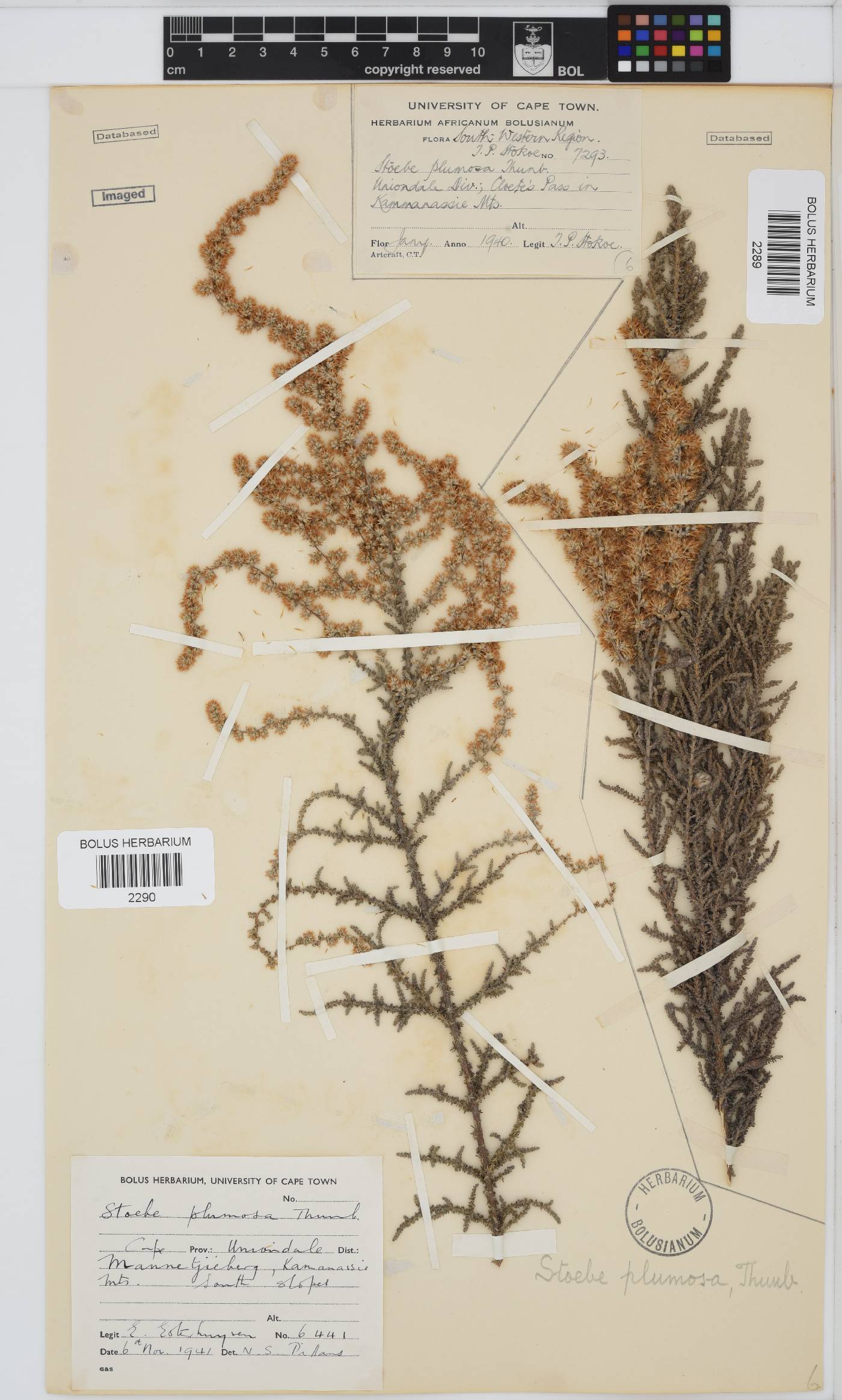 Seriphium plumosum image