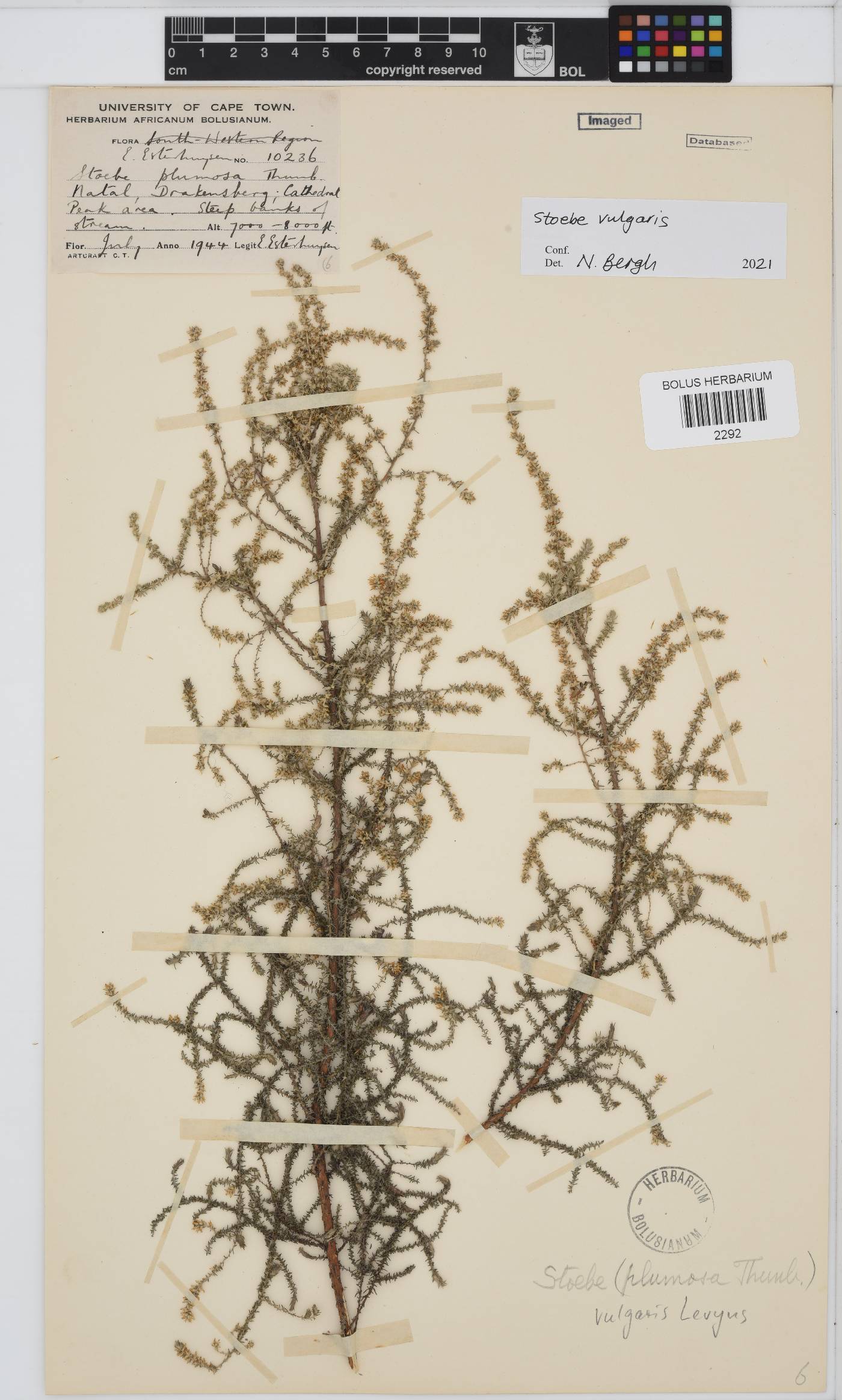 Seriphium plumosum image