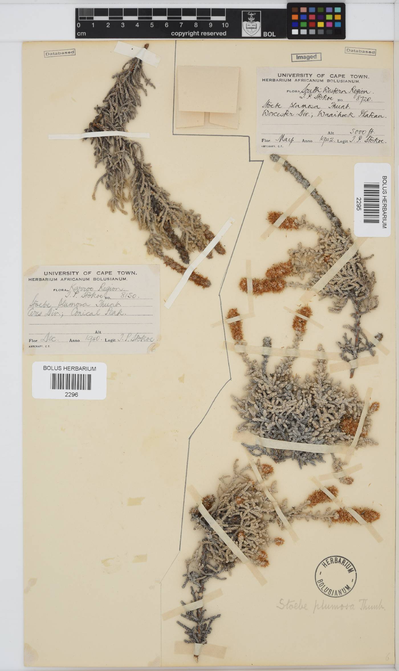 Seriphium plumosum image