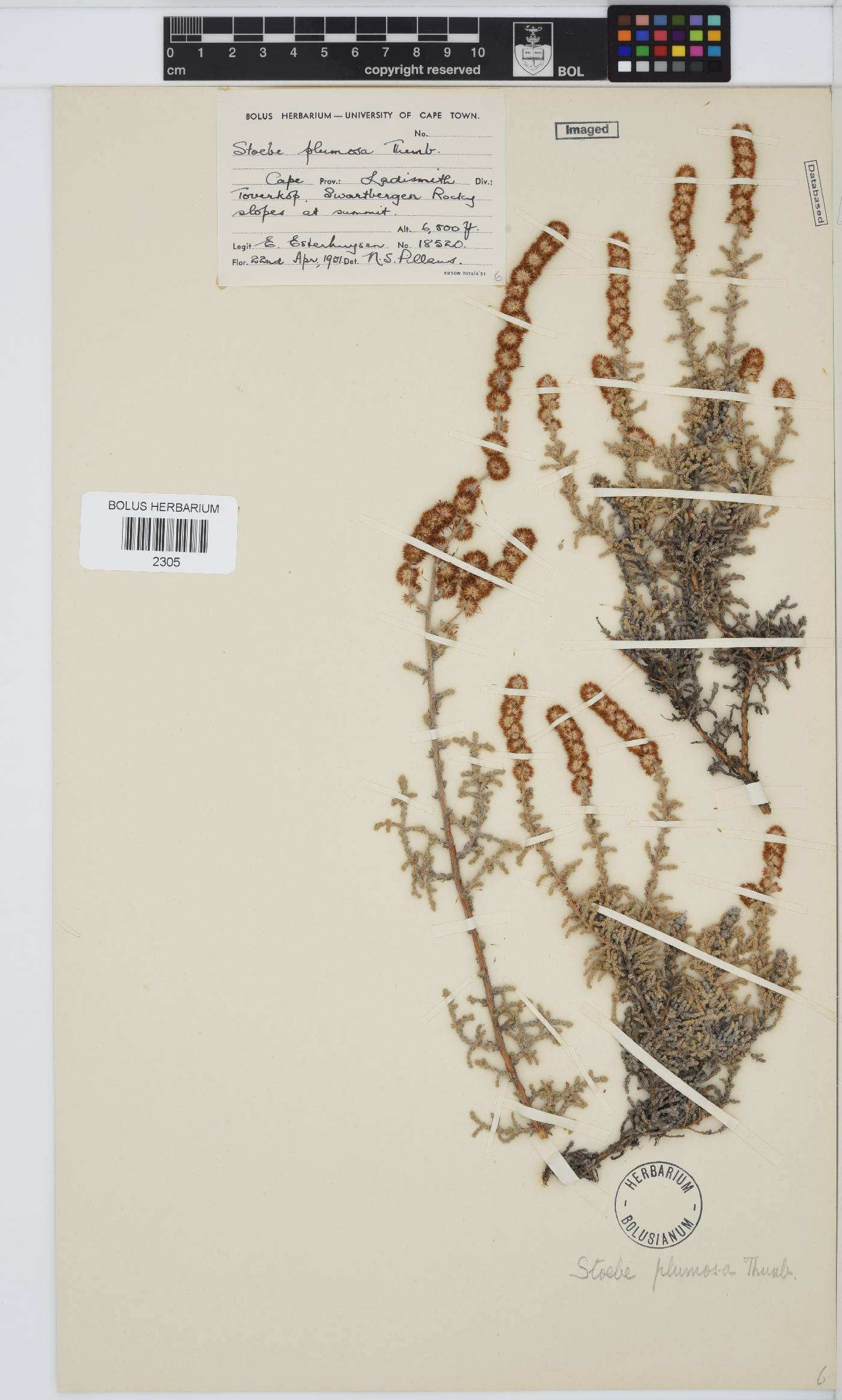 Seriphium plumosum image