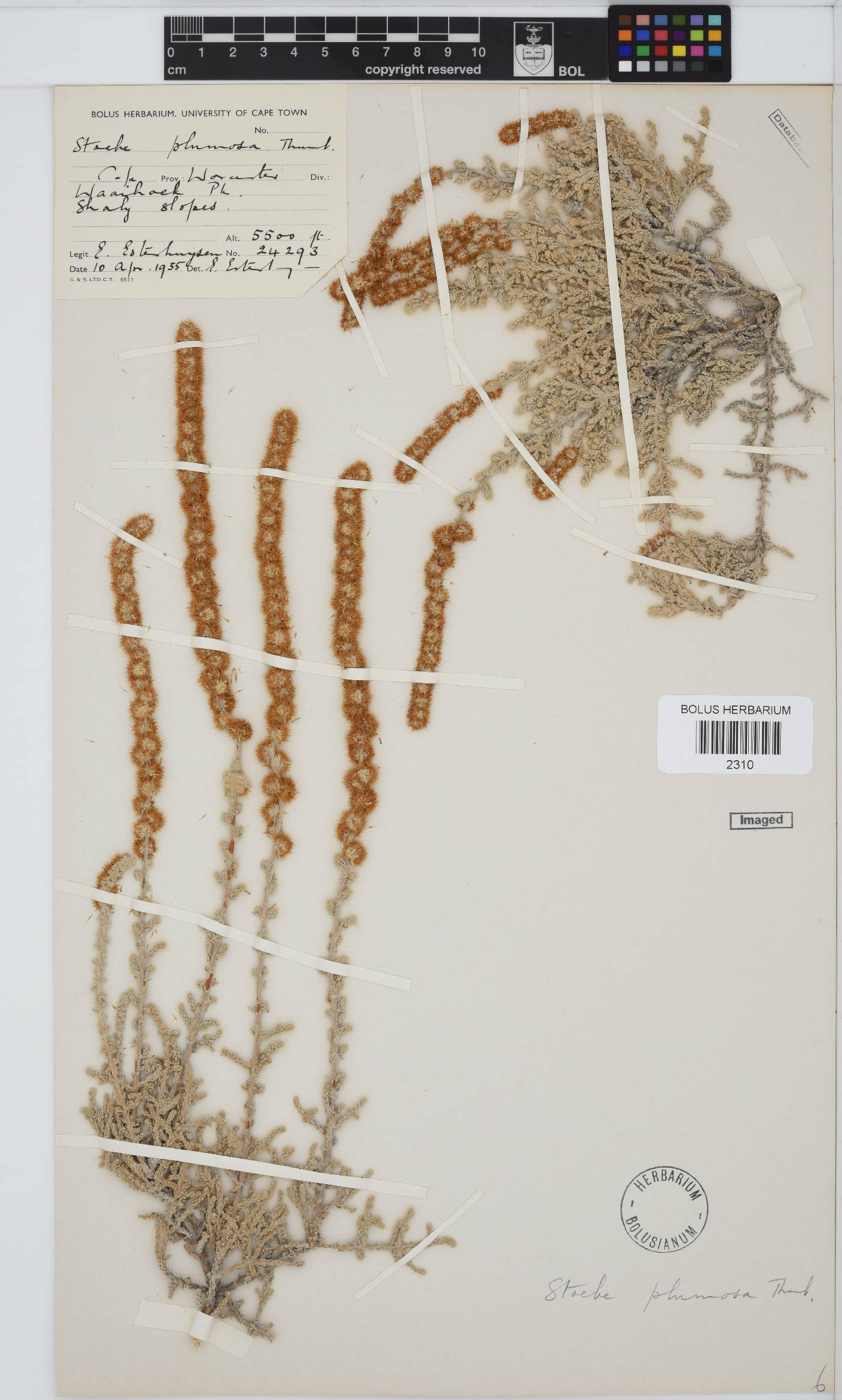 Seriphium plumosum image