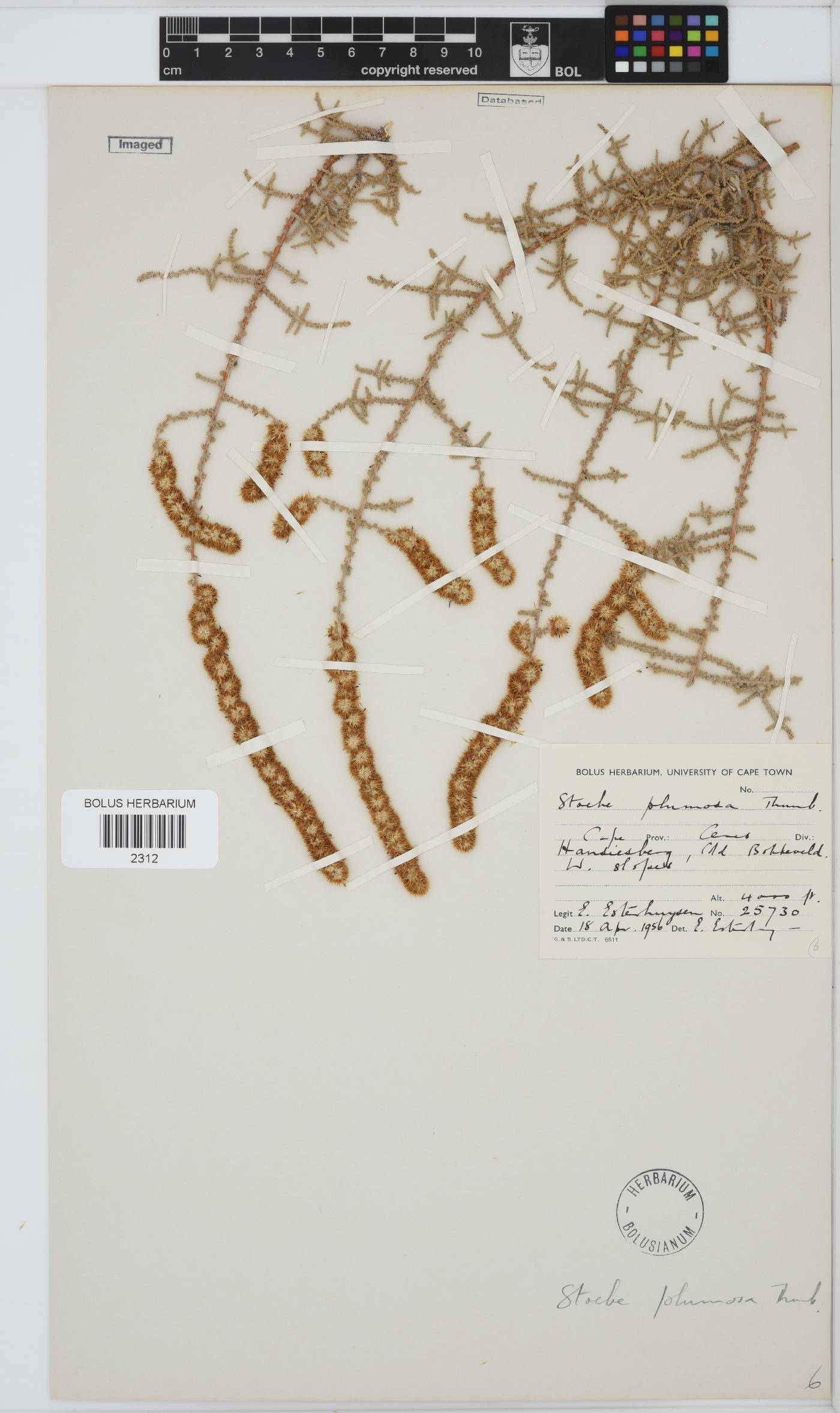 Seriphium plumosum image