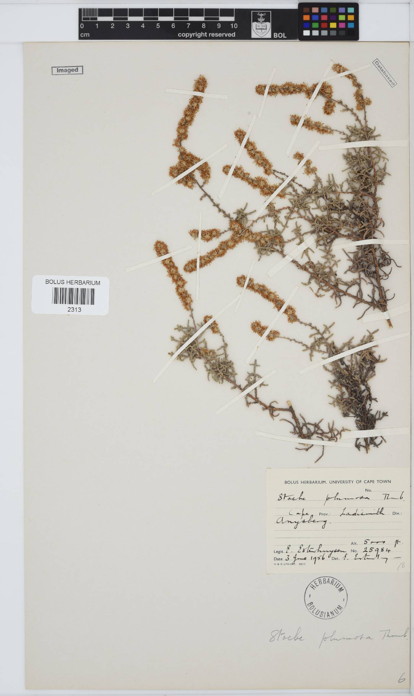 Seriphium plumosum image