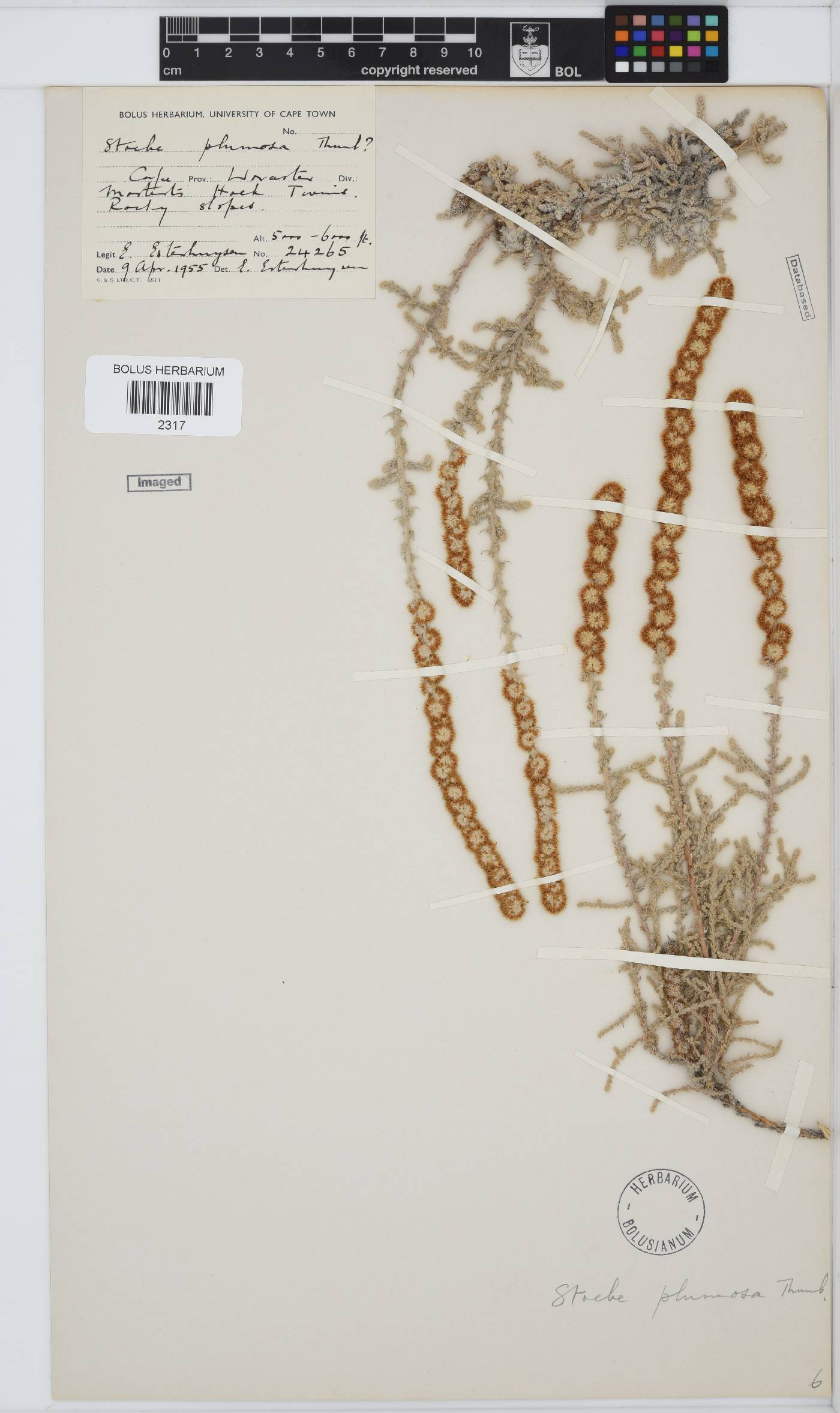 Seriphium plumosum image