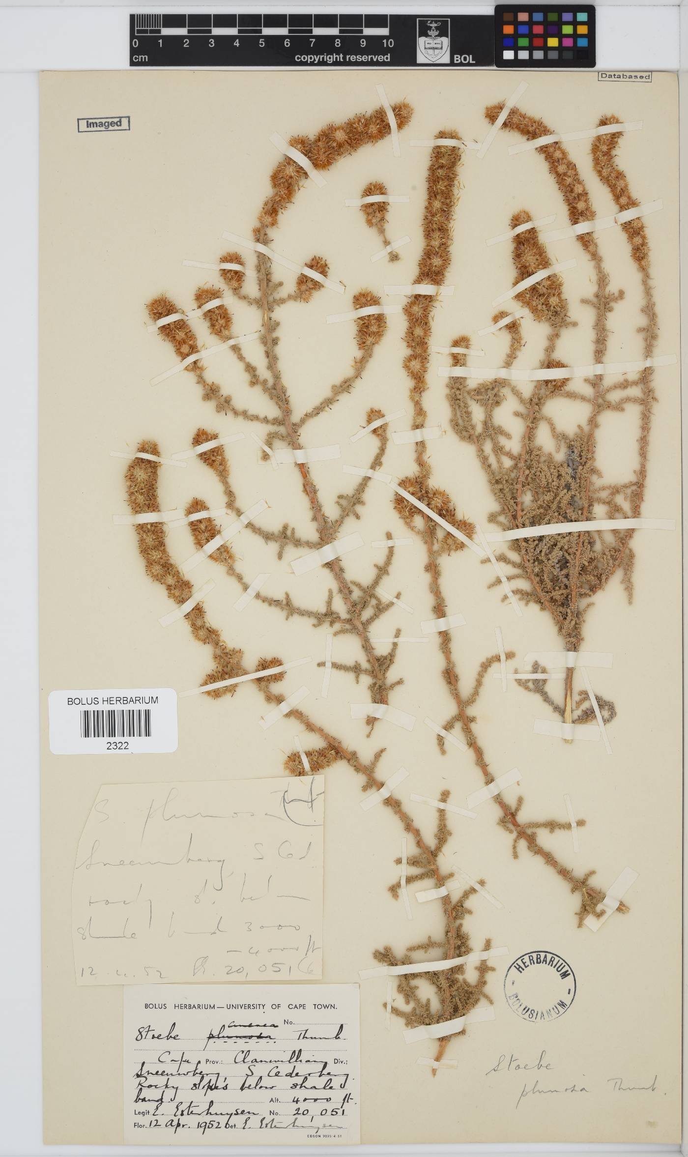 Seriphium plumosum image