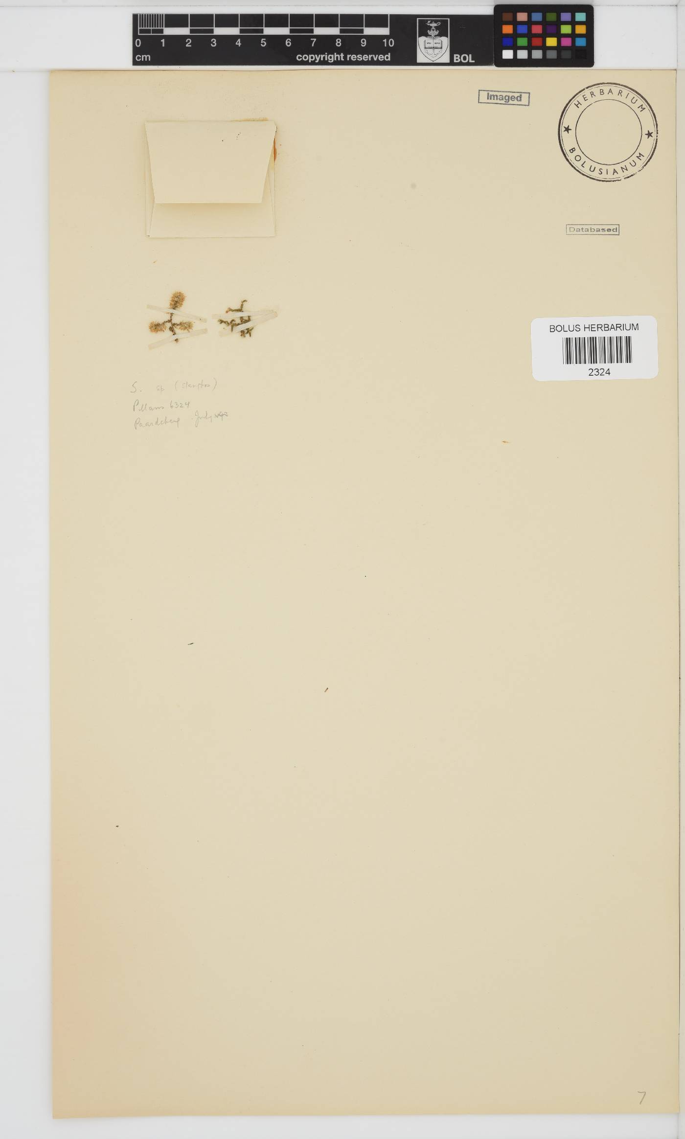 Seriphium plumosum image