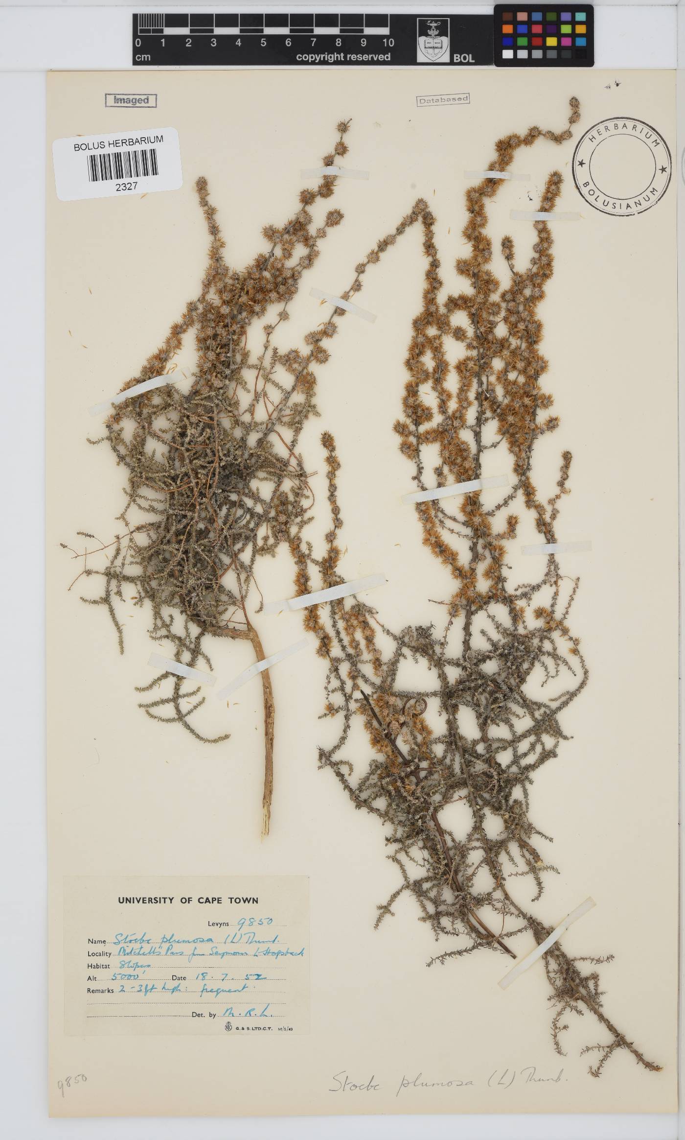 Seriphium plumosum image