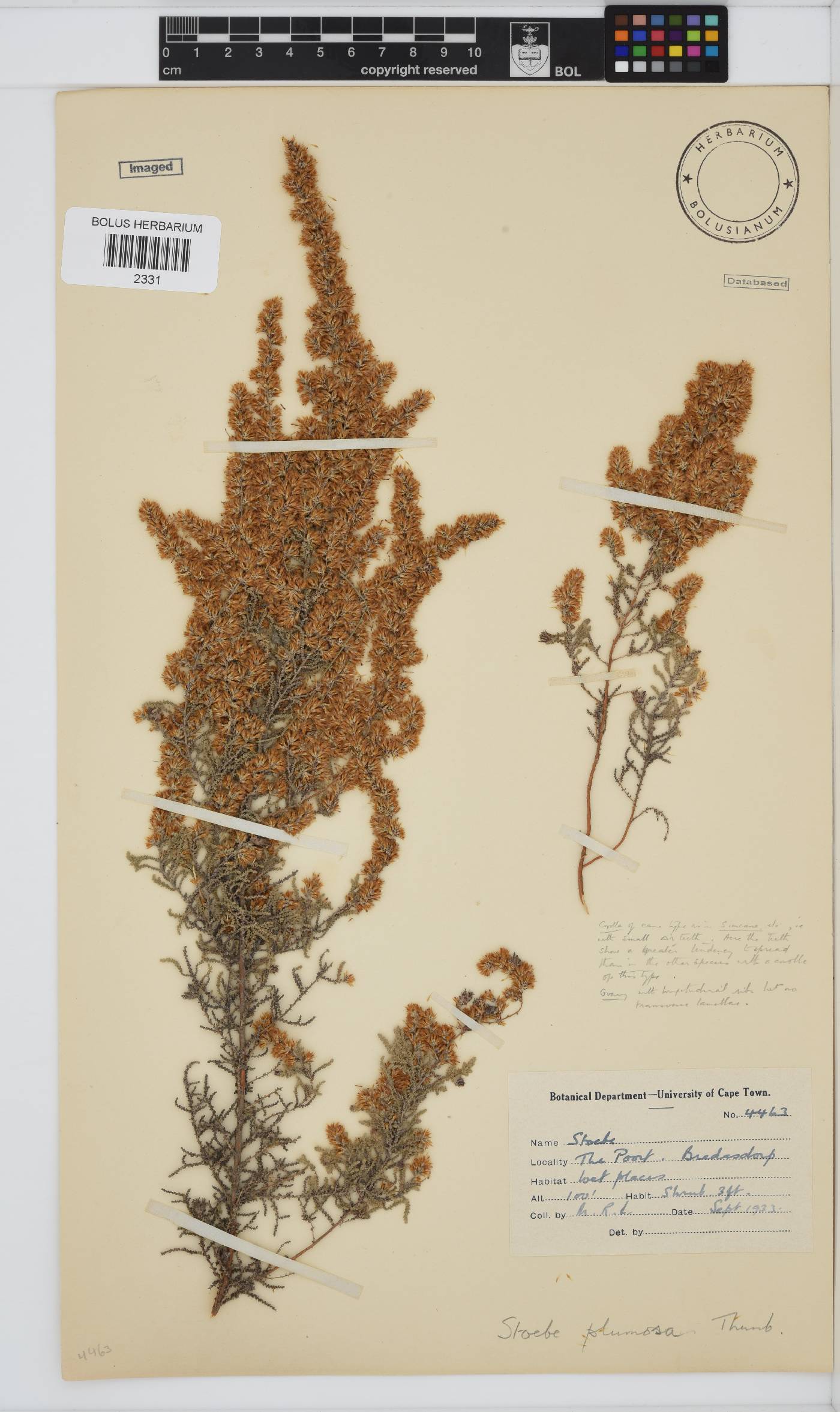 Seriphium plumosum image