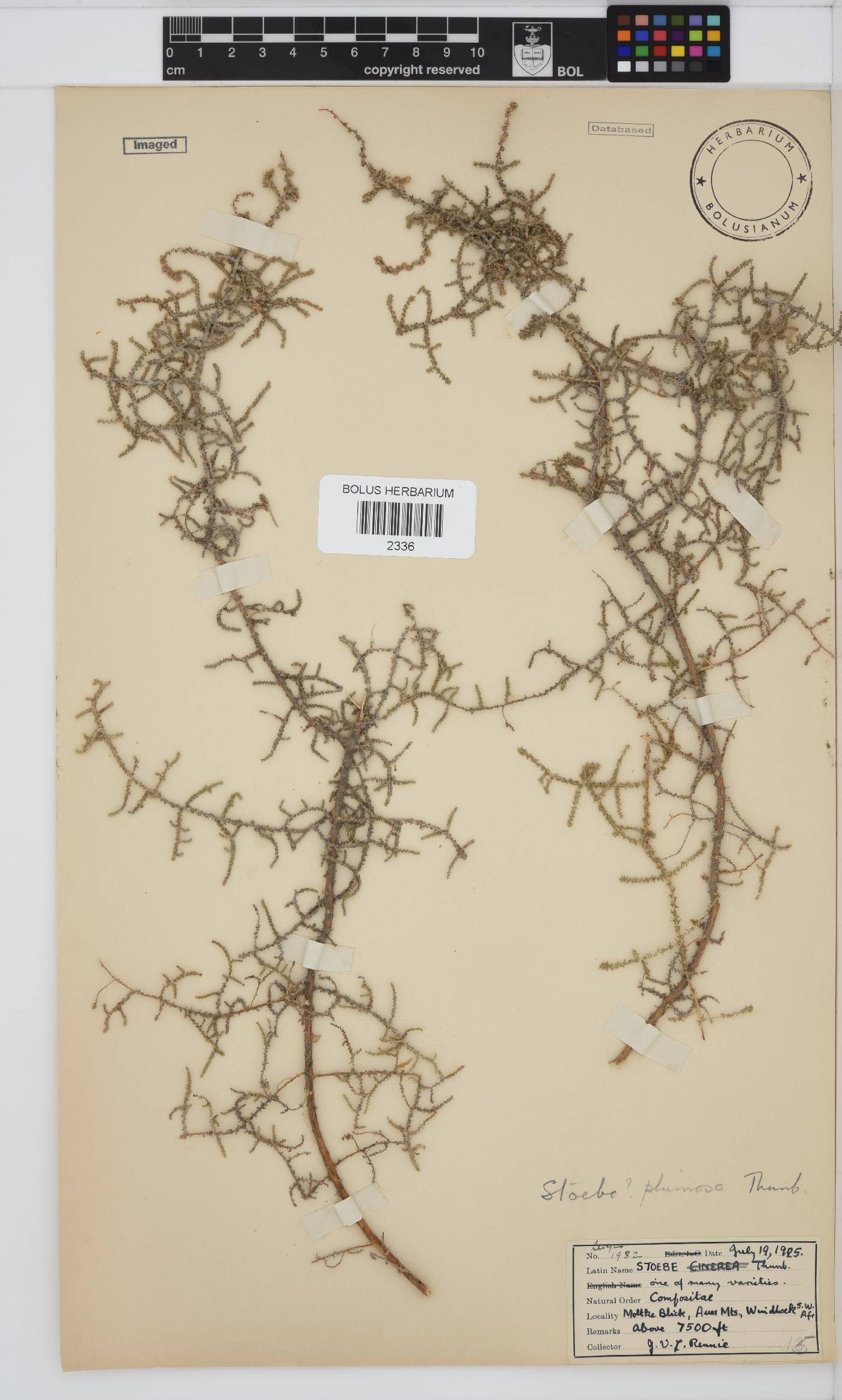 Seriphium plumosum image