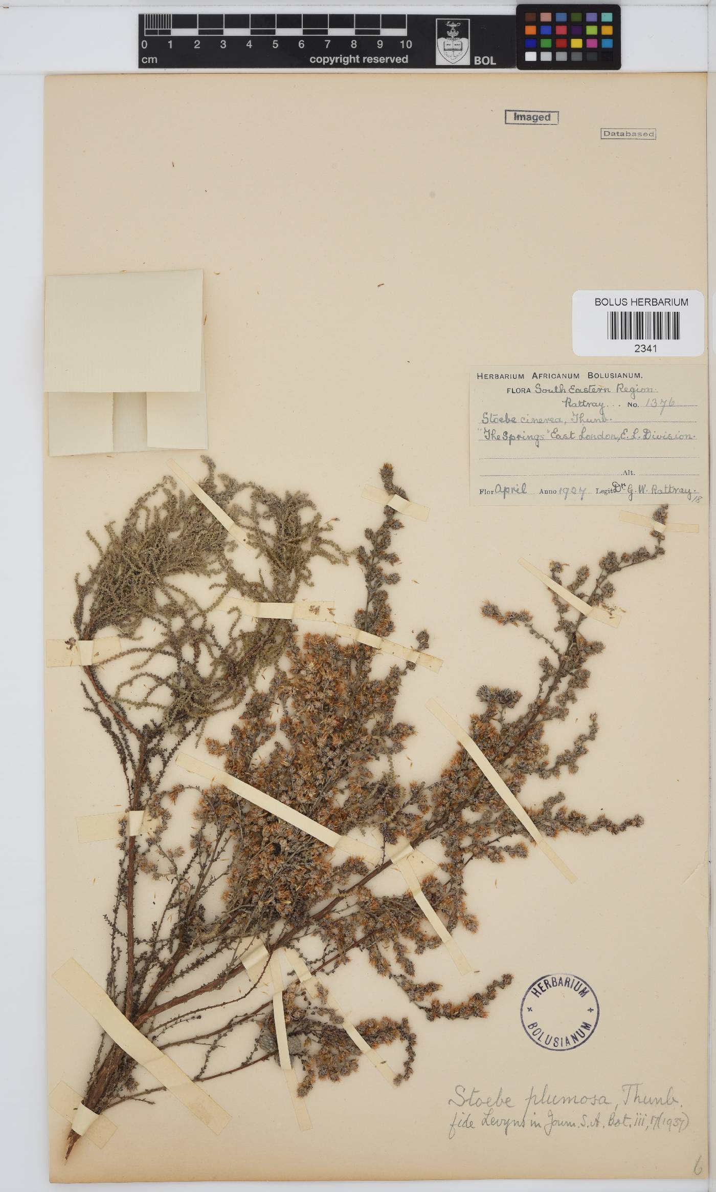 Seriphium plumosum image