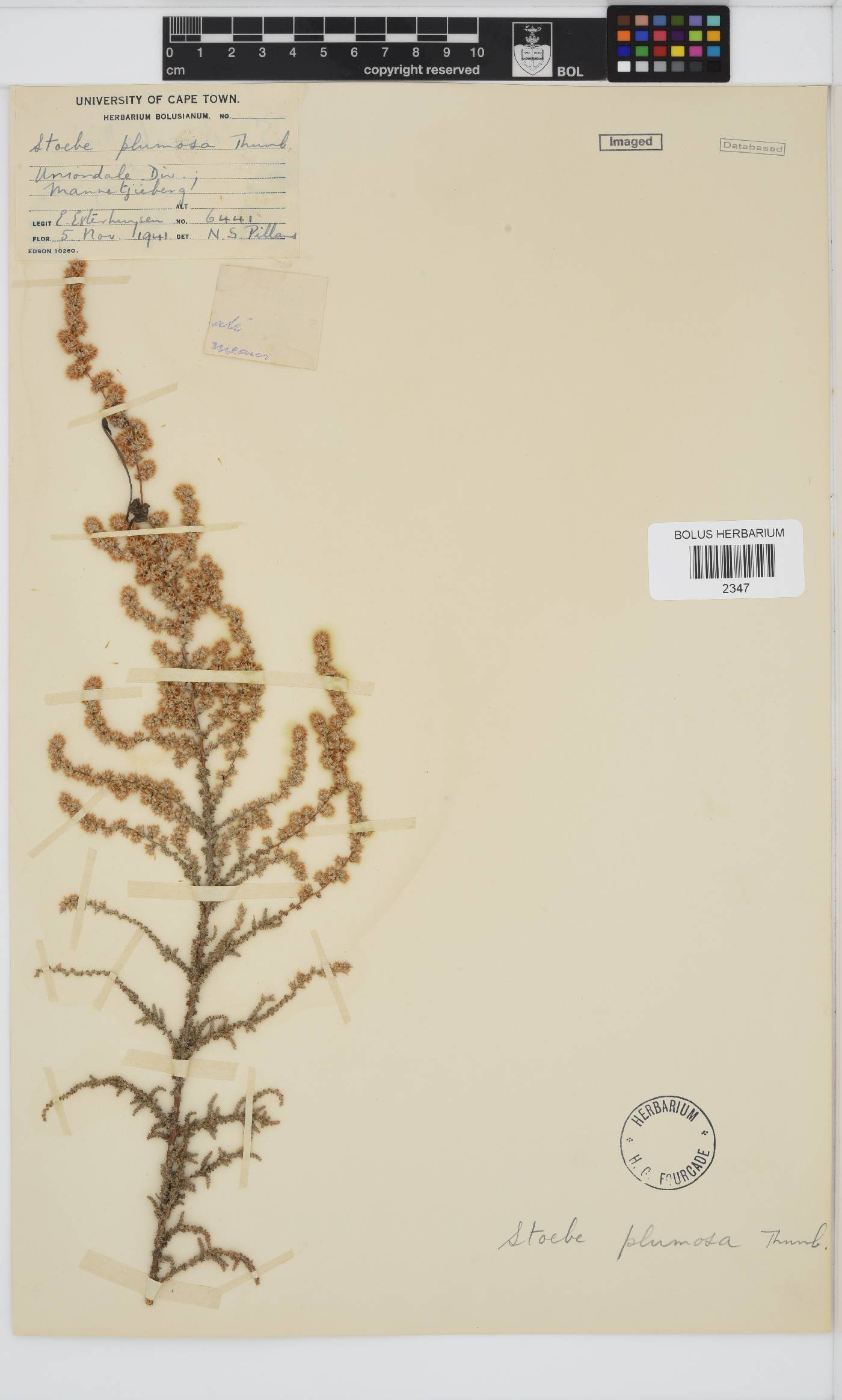 Seriphium plumosum image