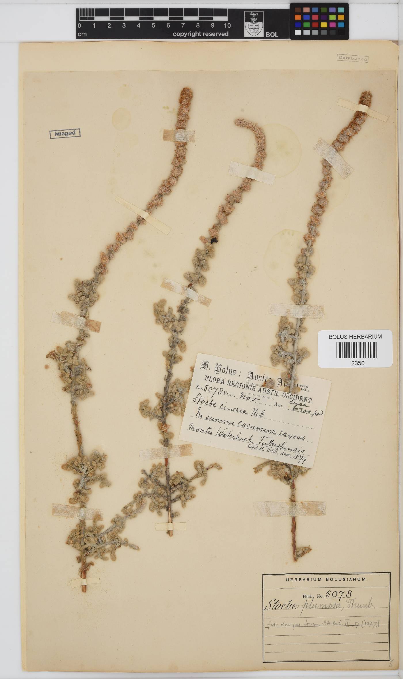 Seriphium plumosum image