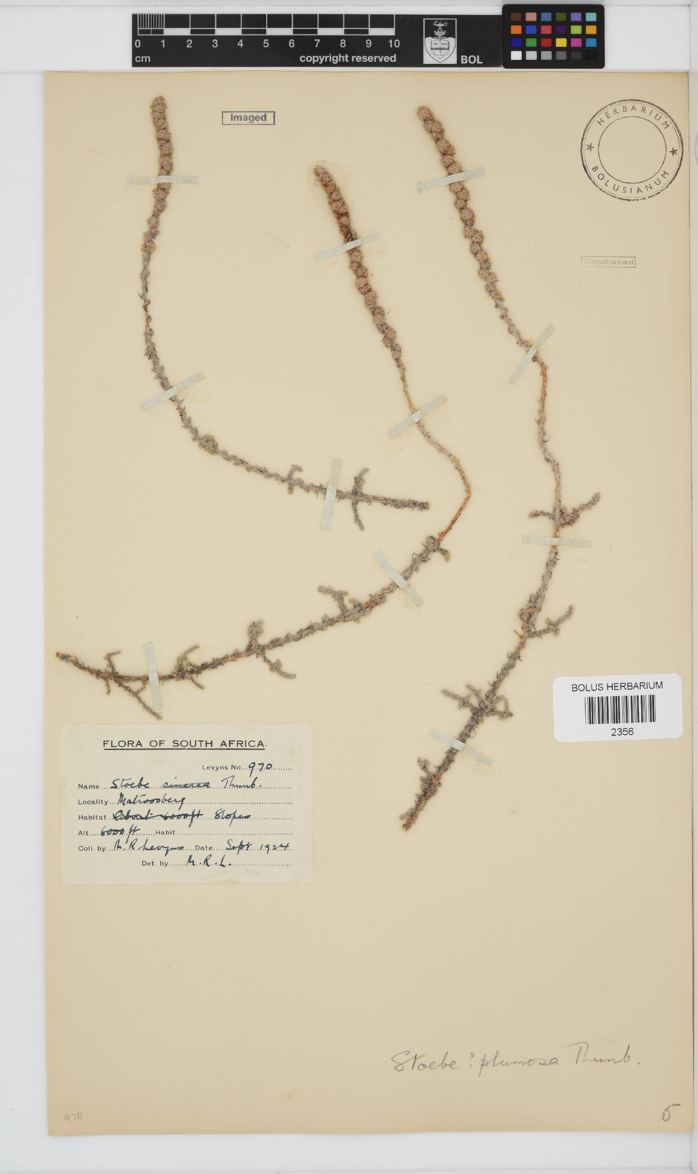 Seriphium plumosum image