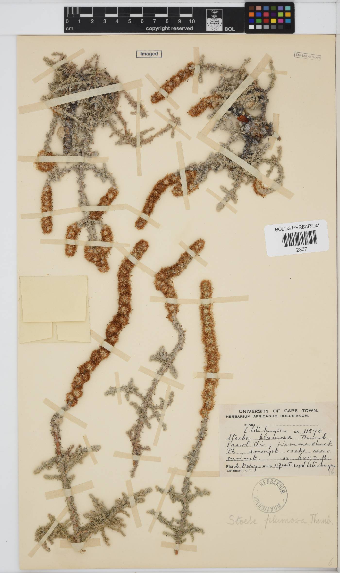 Seriphium plumosum image