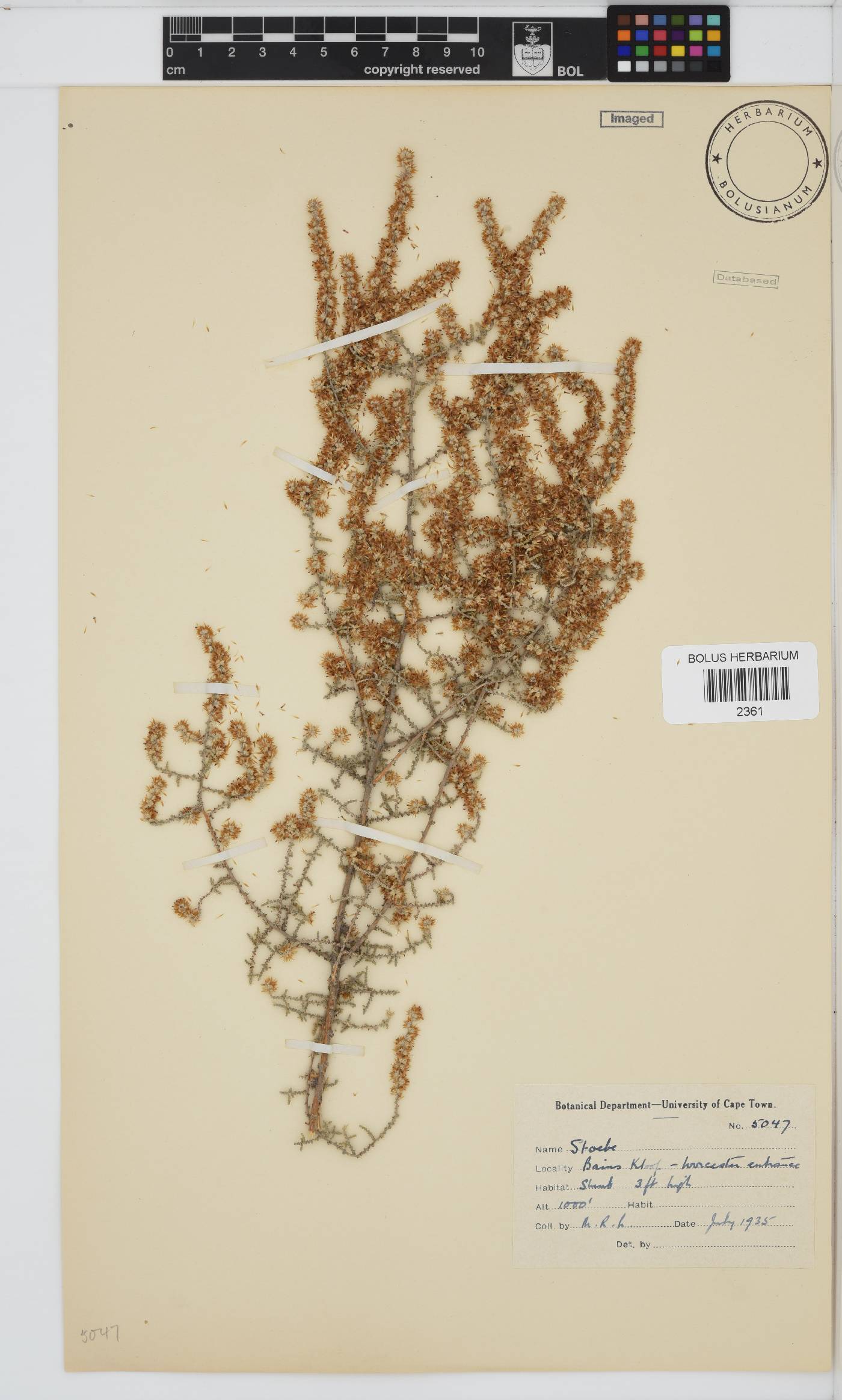 Seriphium plumosum image