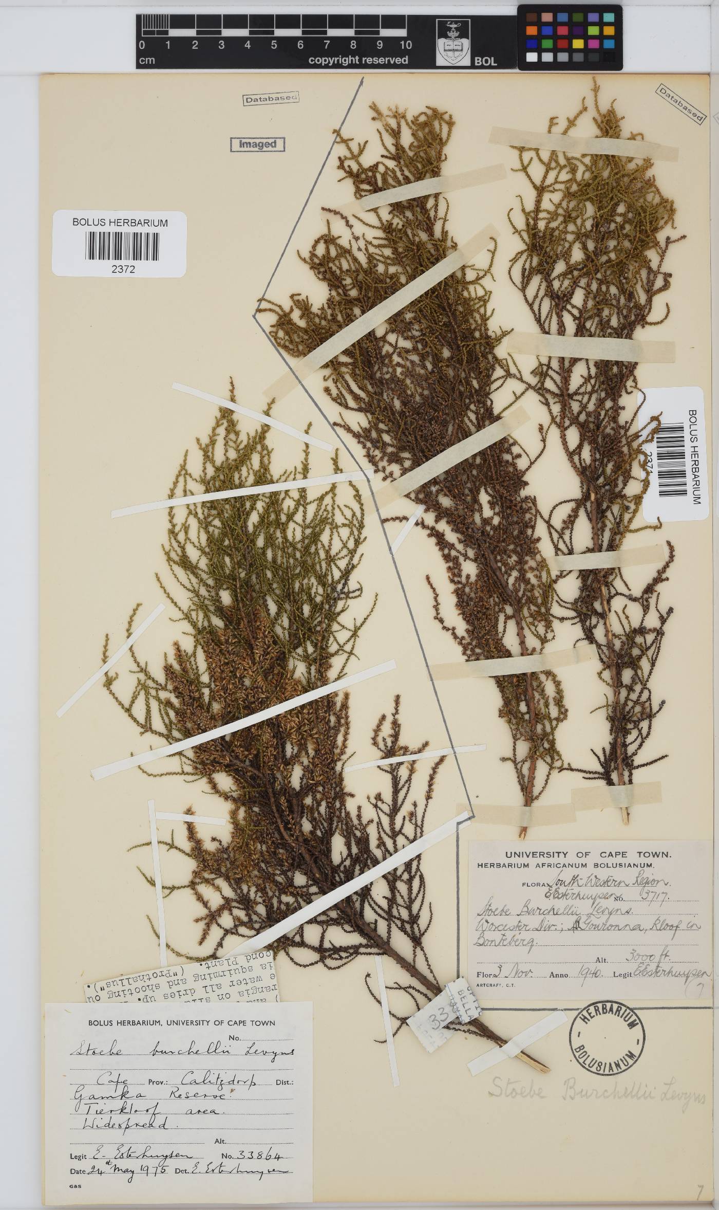 Seriphium plumosum image