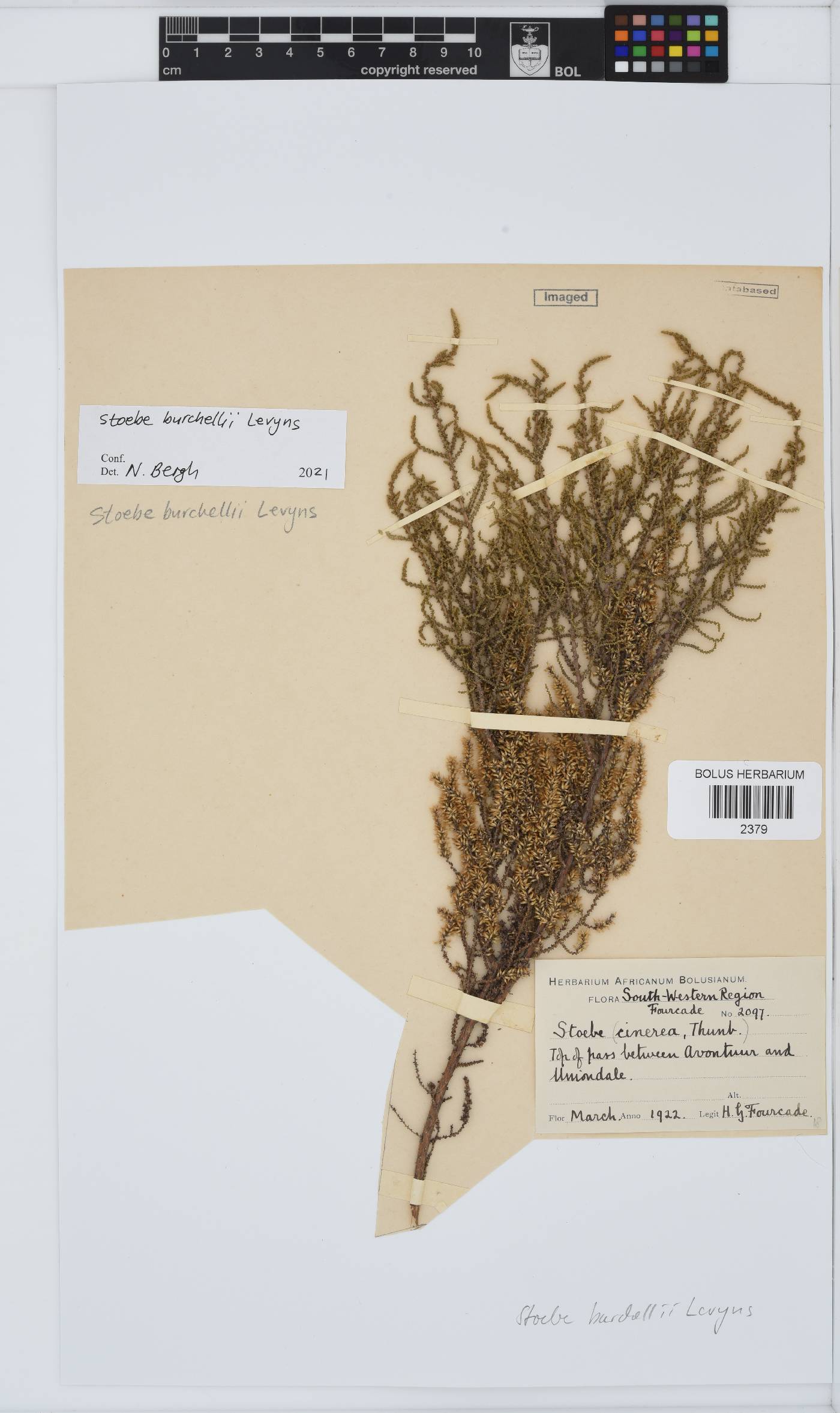 Seriphium plumosum image