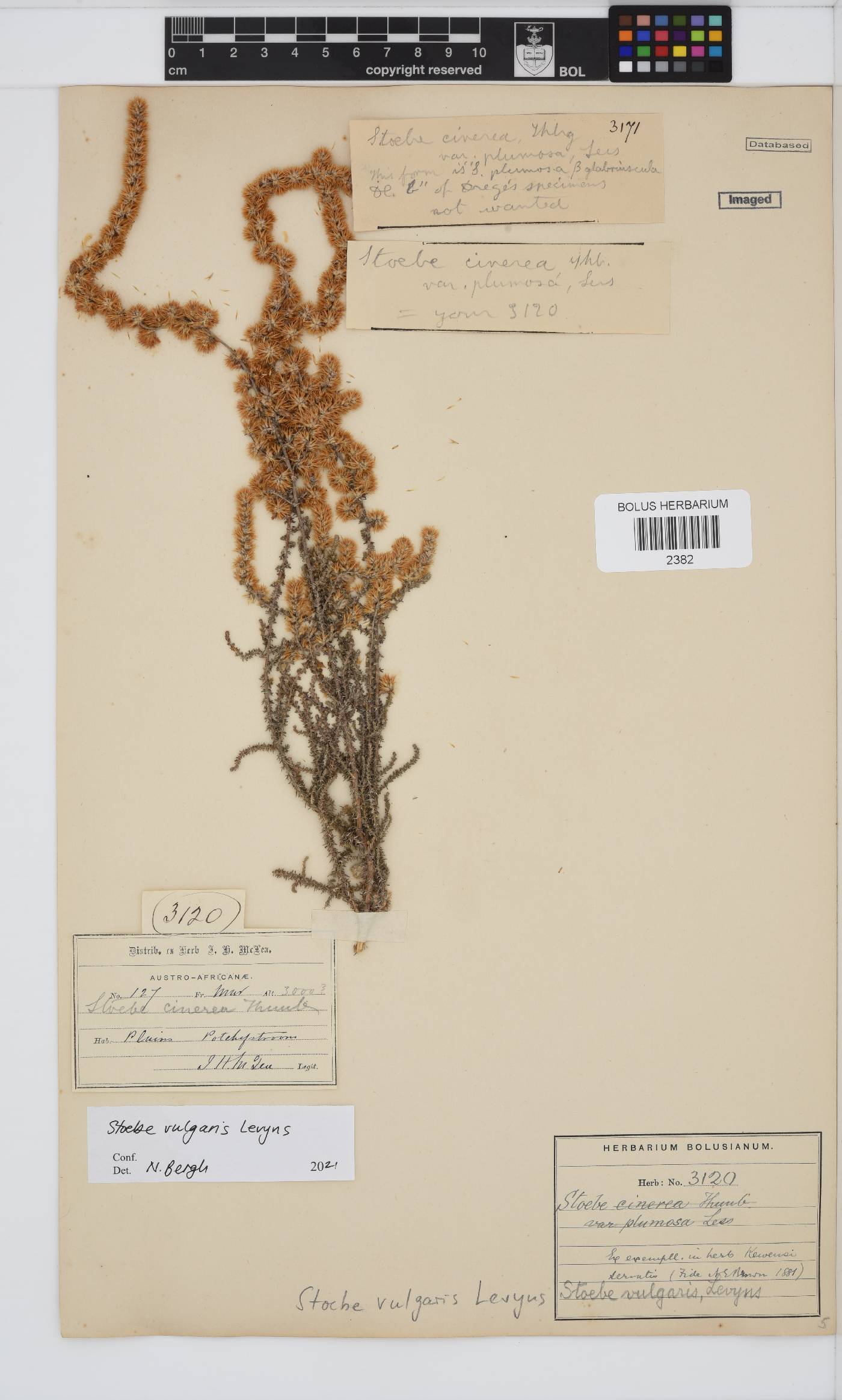 Seriphium plumosum image