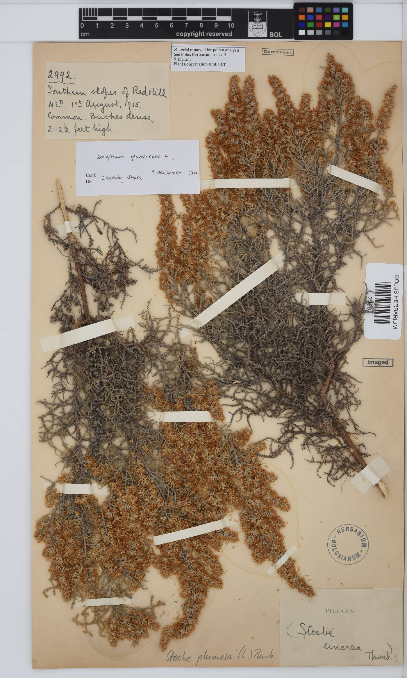 Seriphium plumosum image
