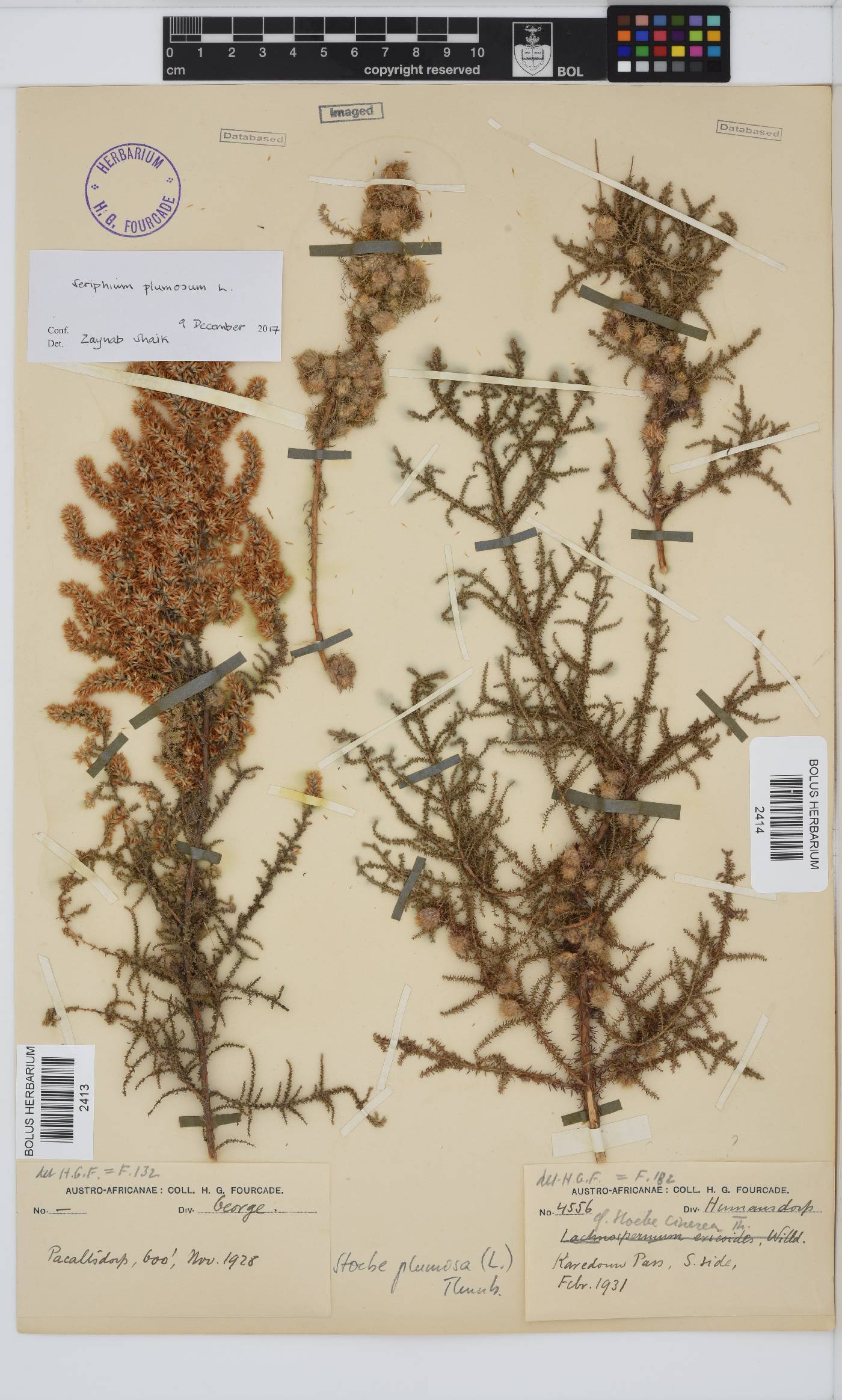 Seriphium plumosum image
