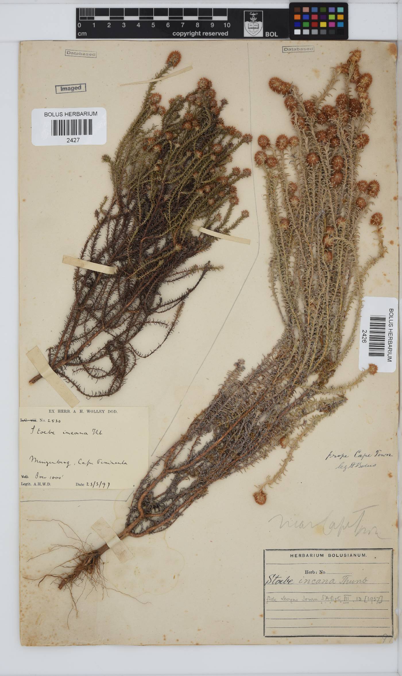 Seriphium incanum image