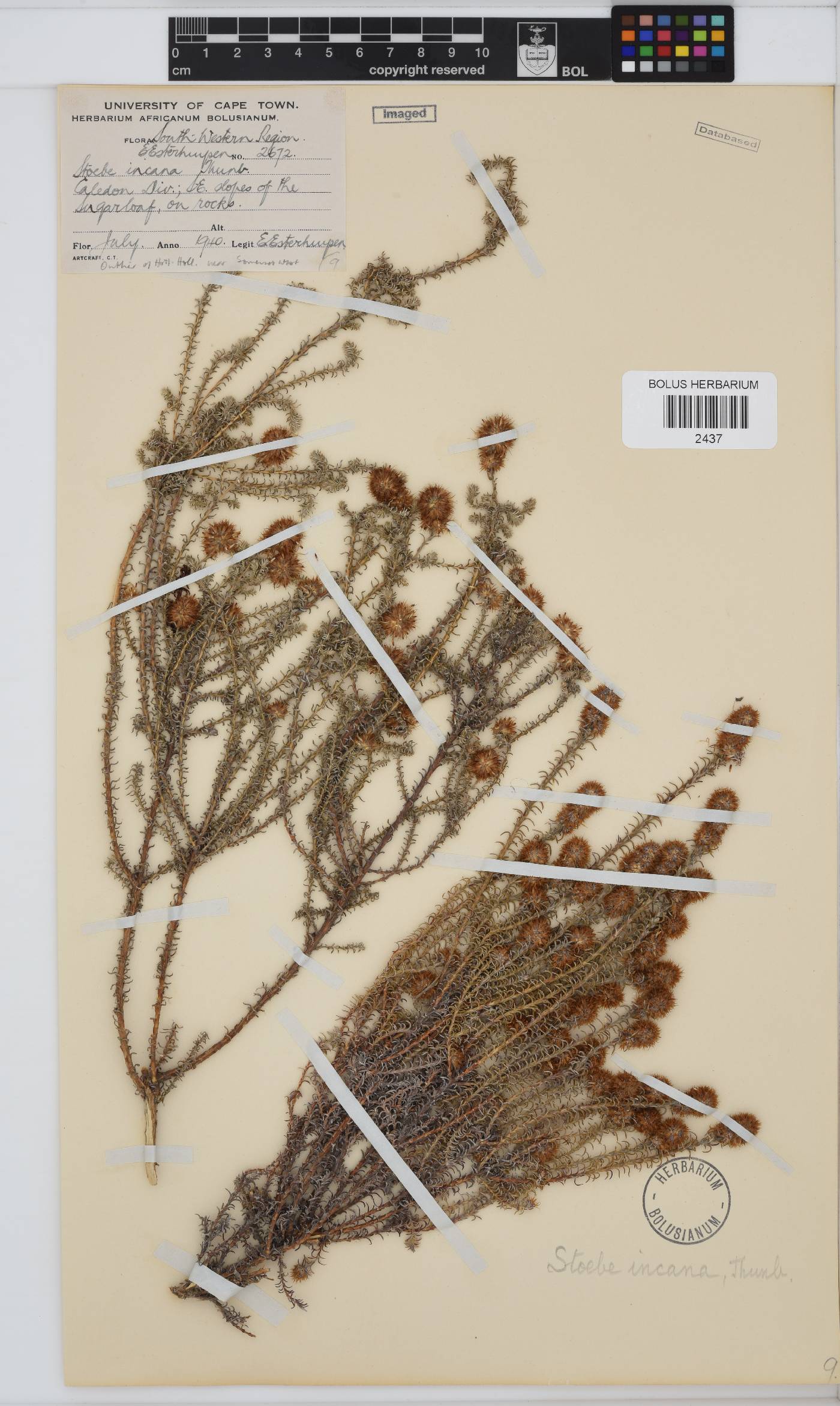 Seriphium incanum image