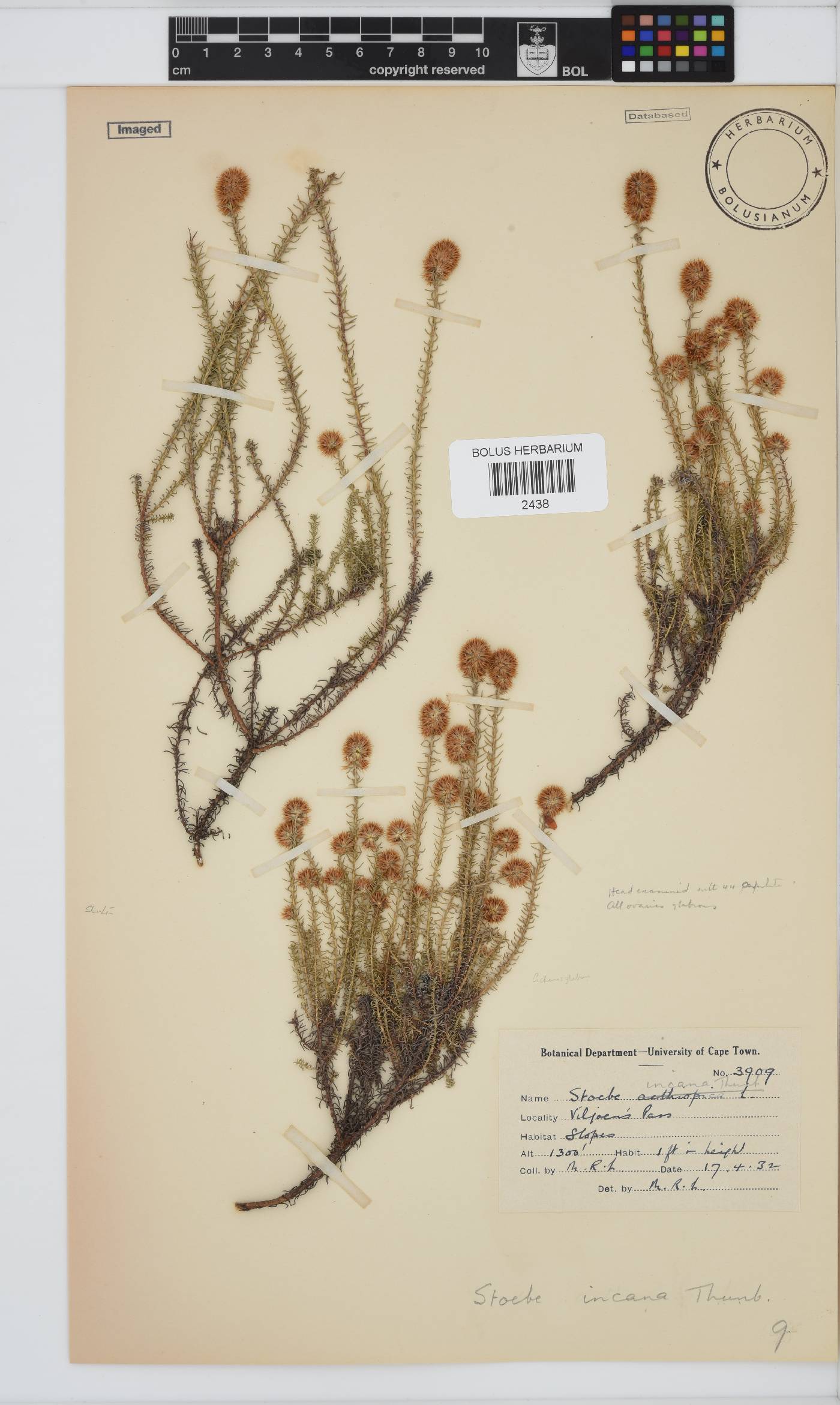 Seriphium incanum image