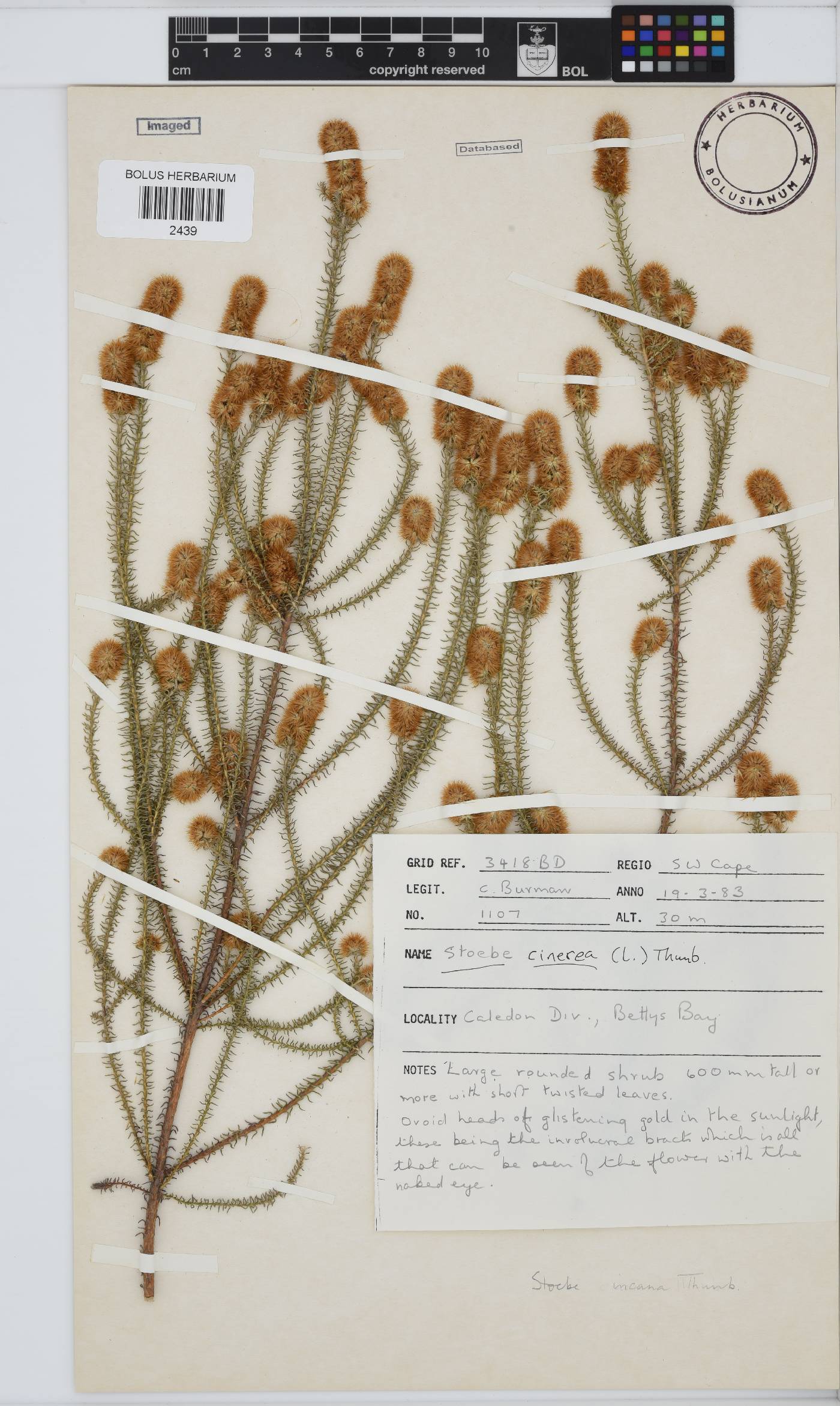 Seriphium incanum image