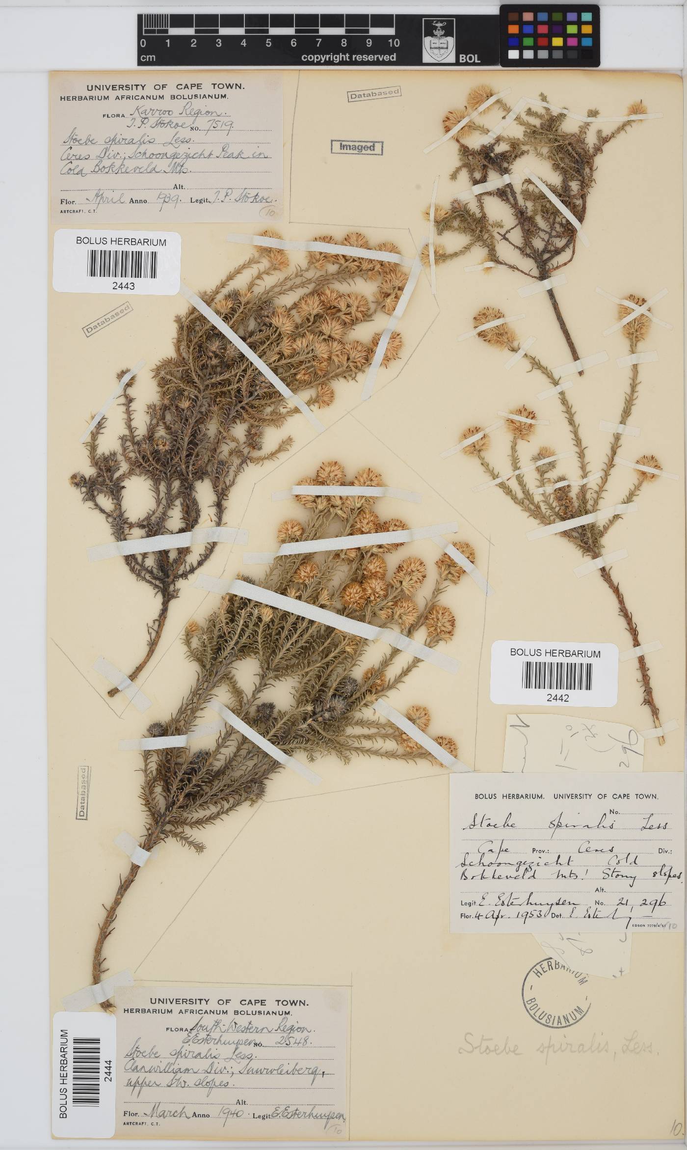 Seriphium spirale image