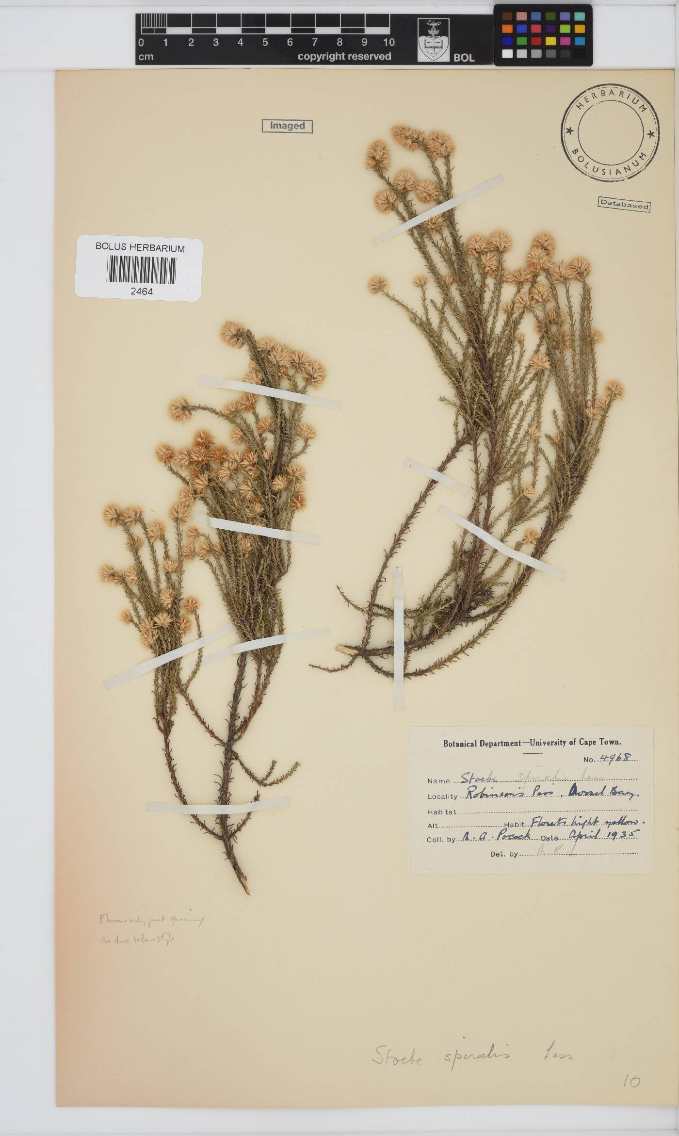 Seriphium spirale image