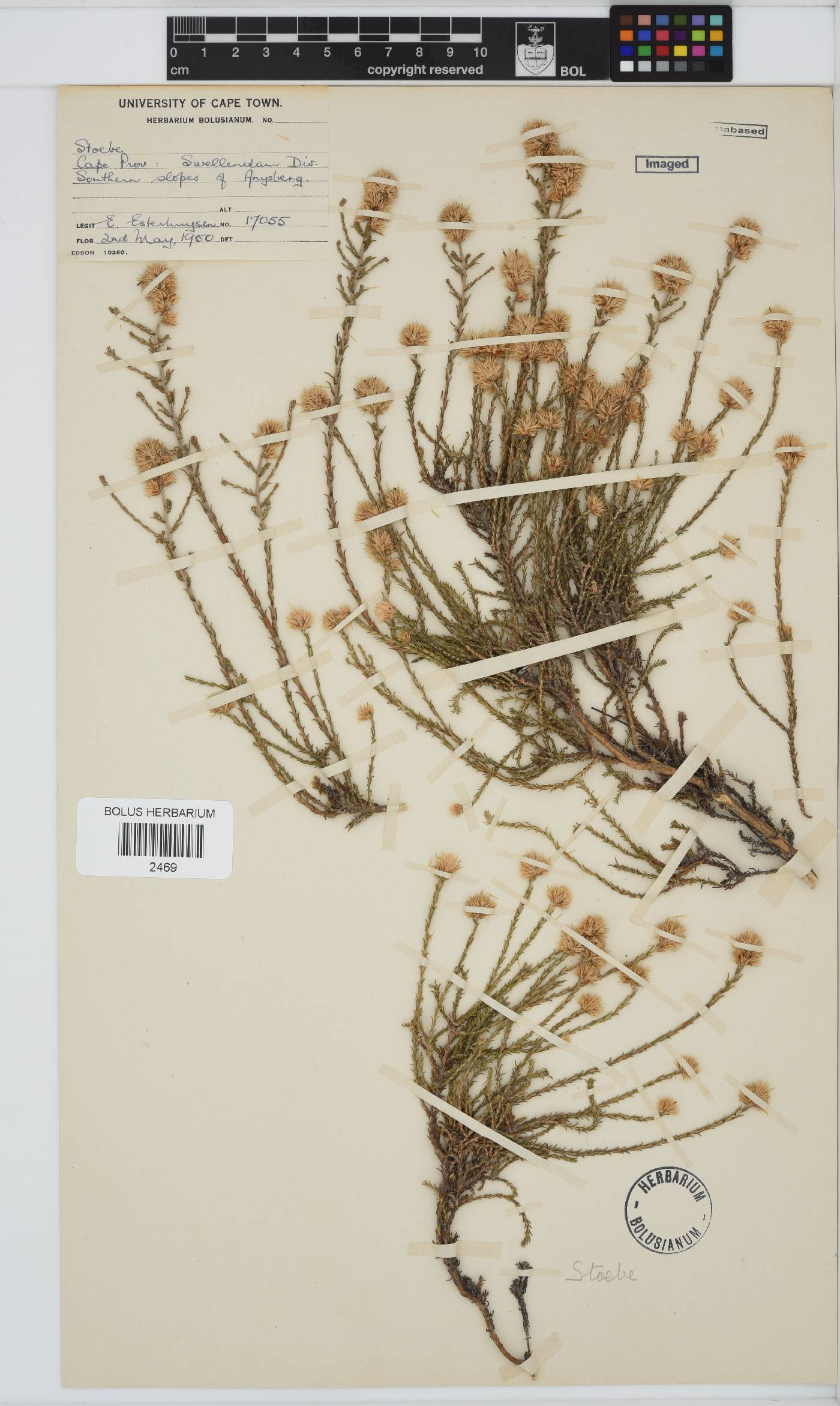 Seriphium spirale image