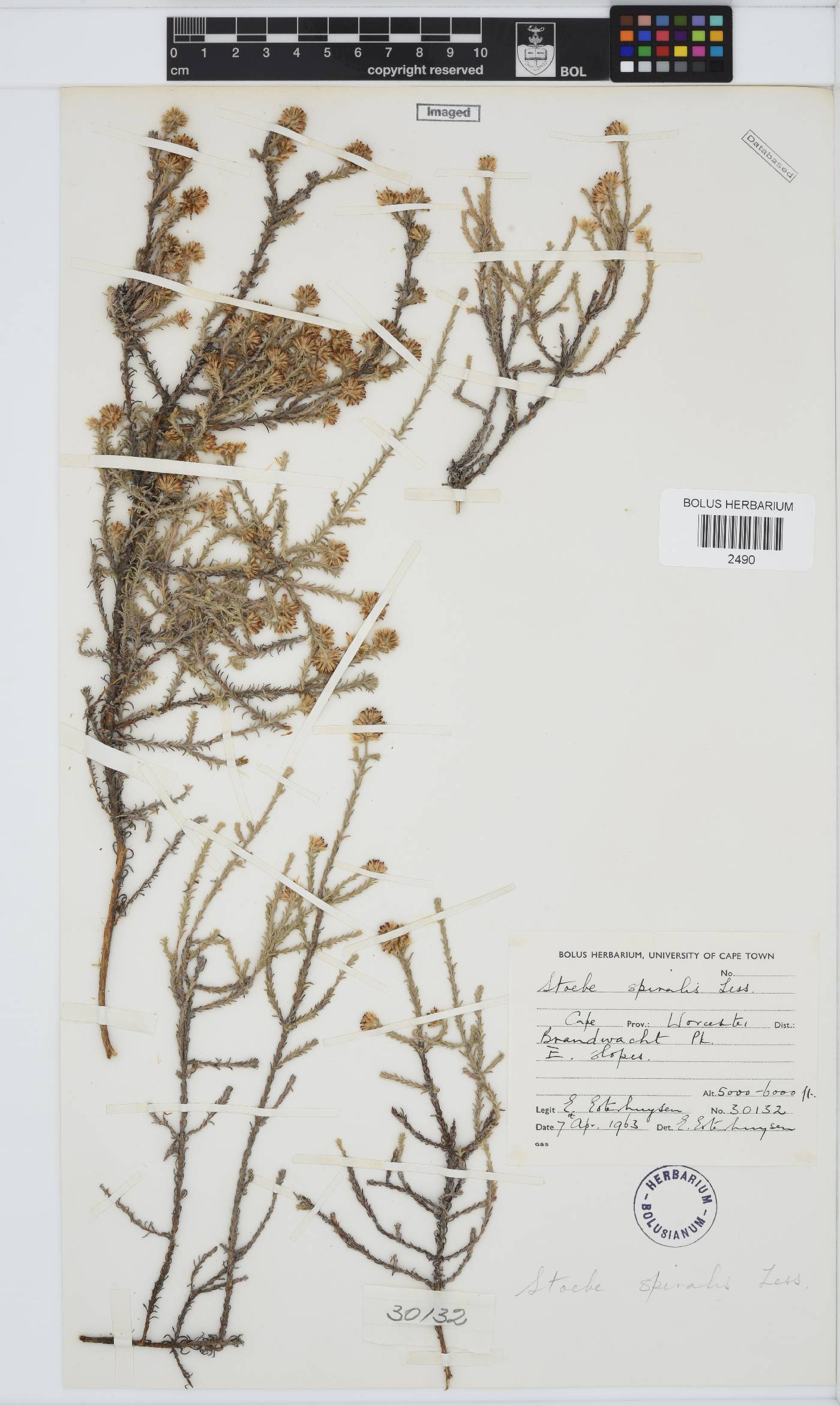 Seriphium spirale image