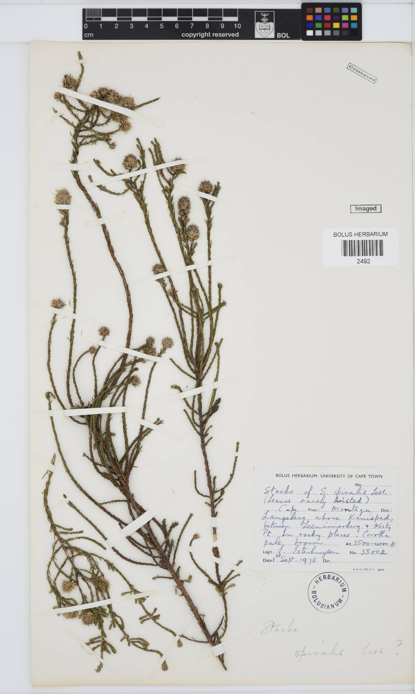 Seriphium spirale image