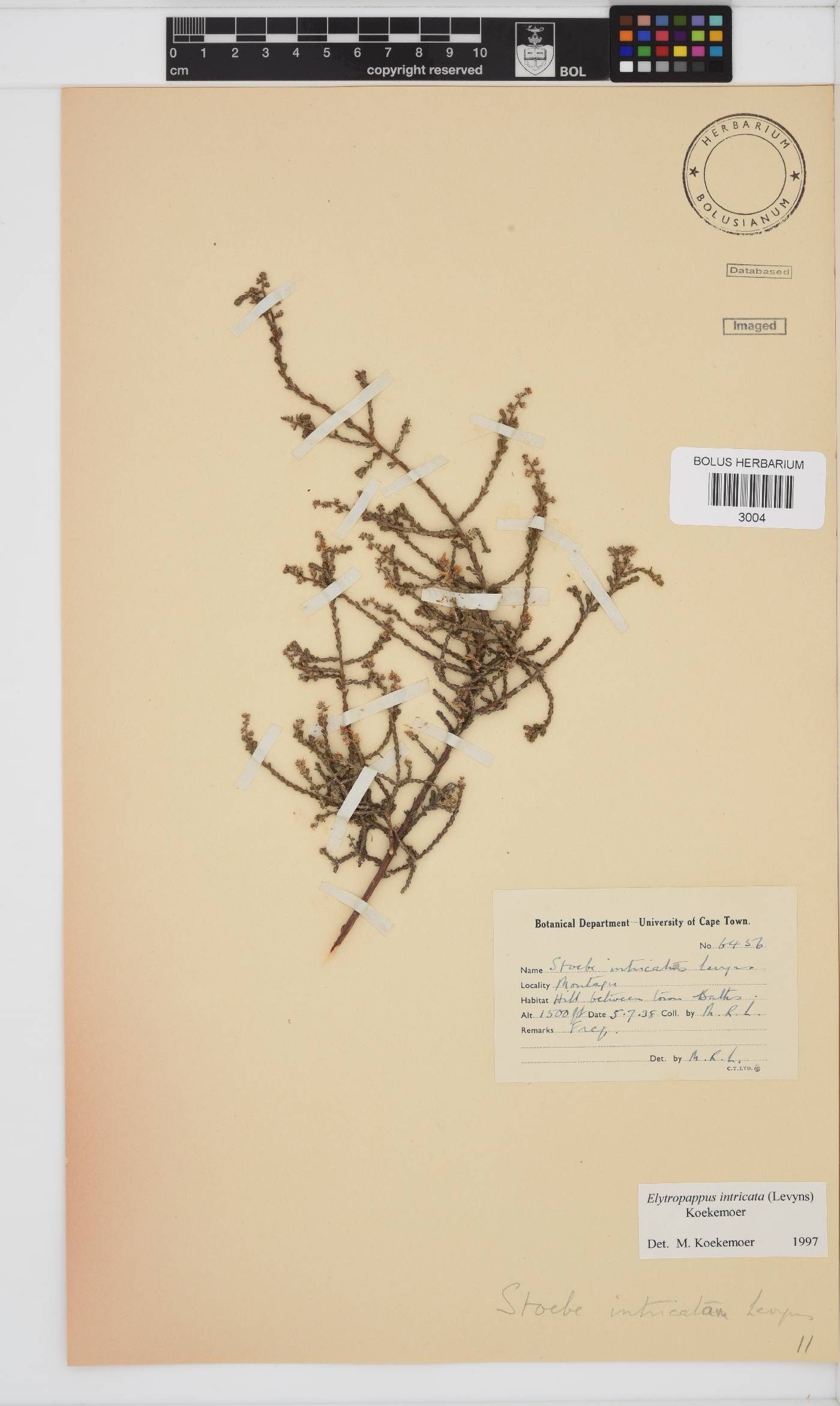 Myrovernix intricata image