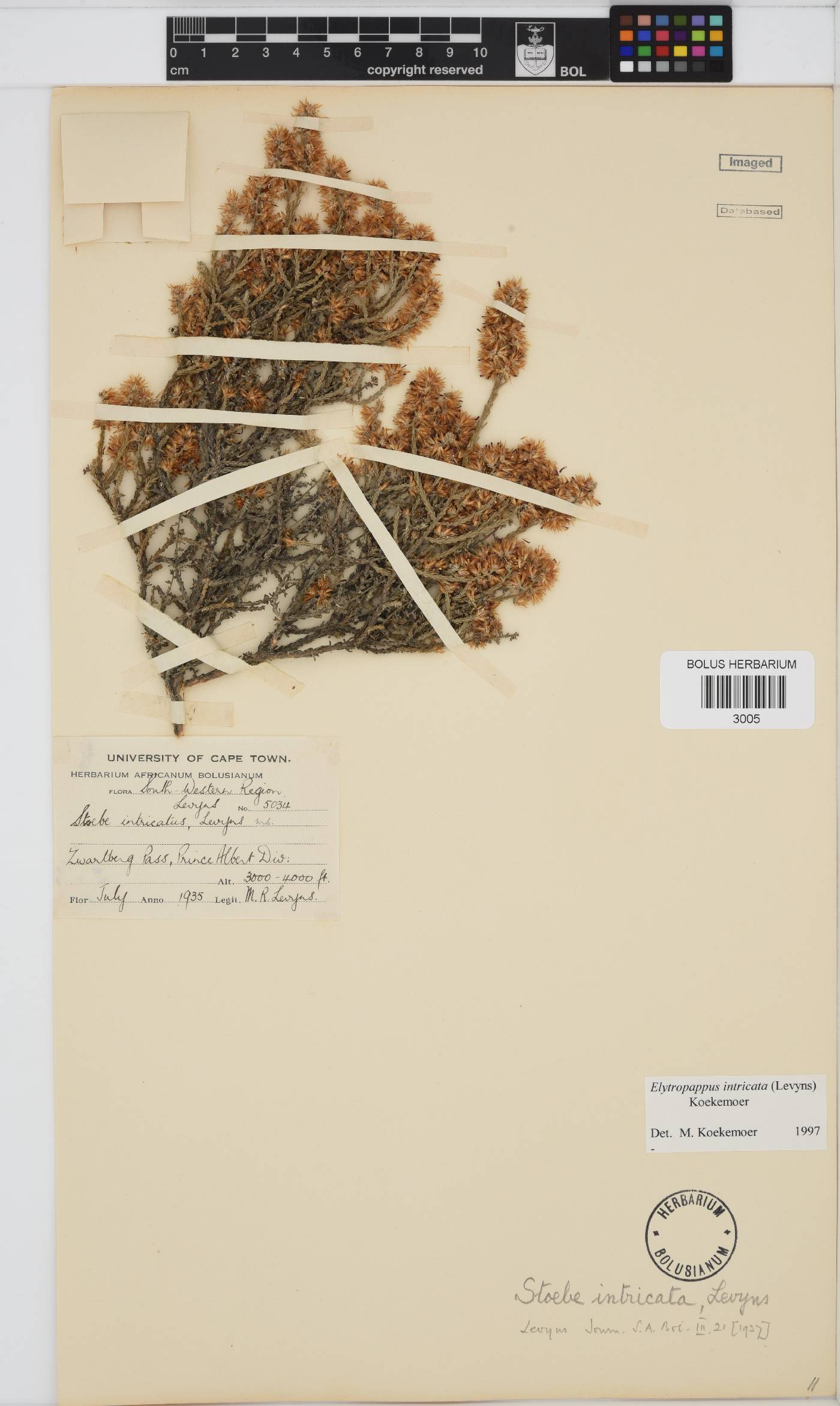 Myrovernix intricata image