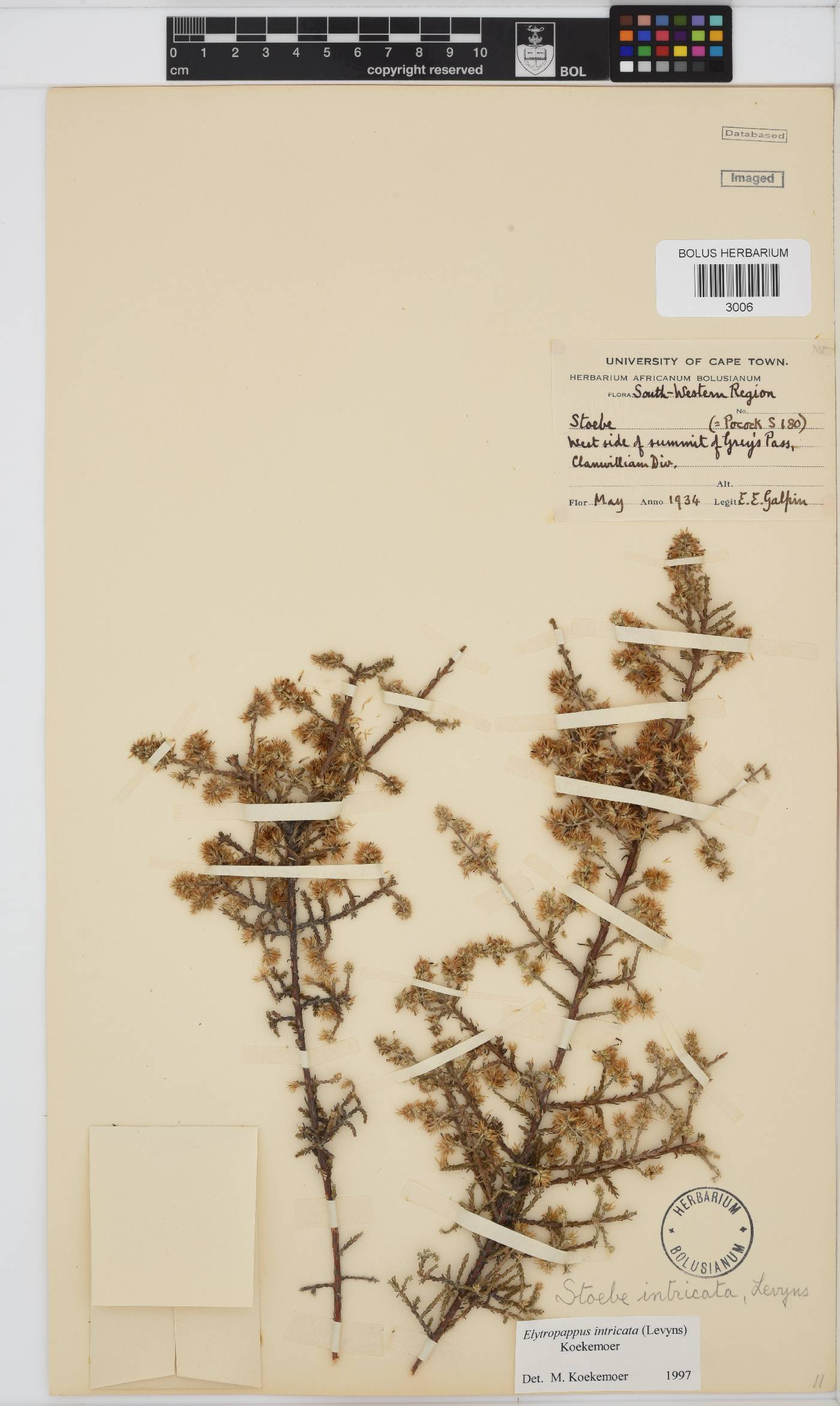 Myrovernix intricata image