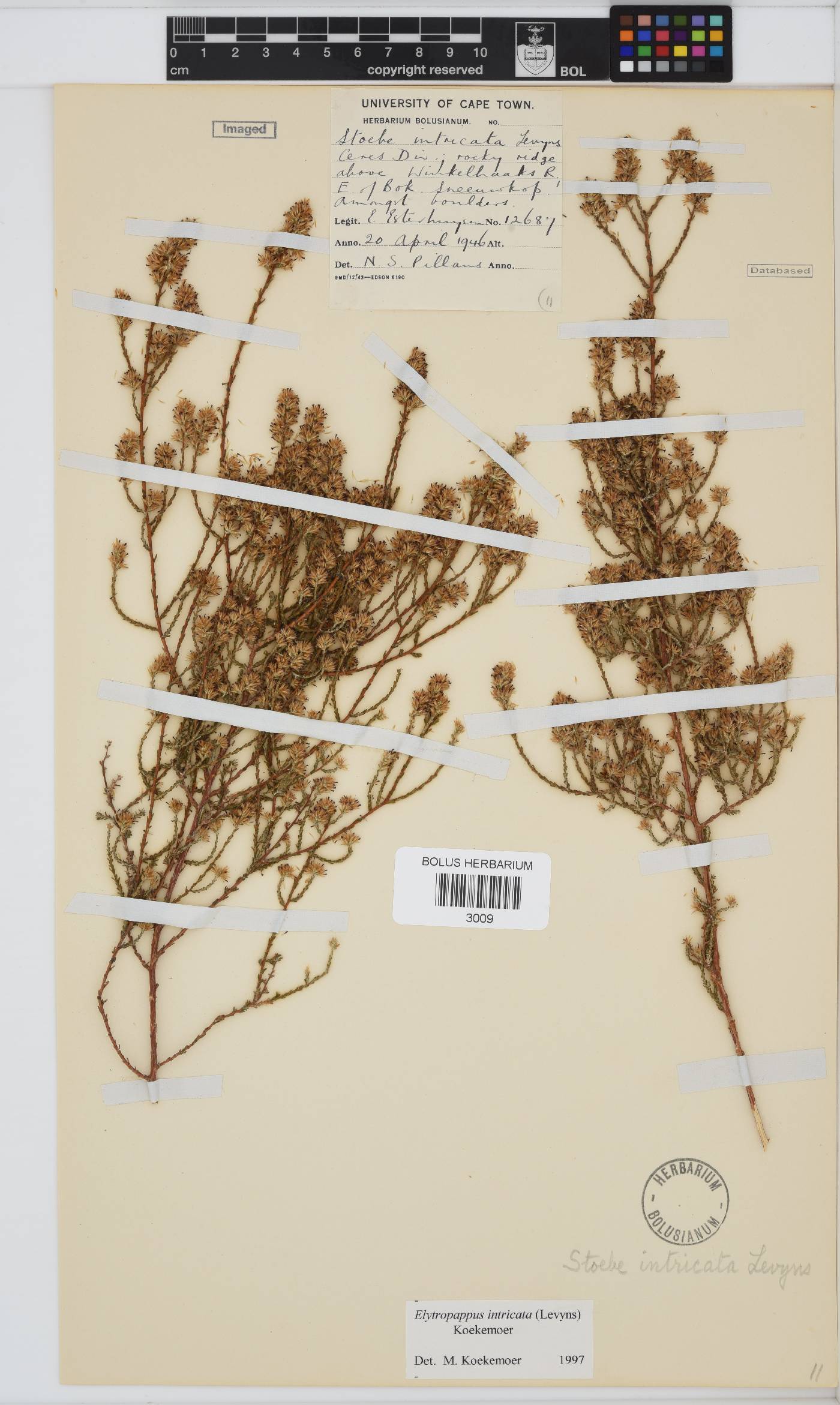 Myrovernix intricata image