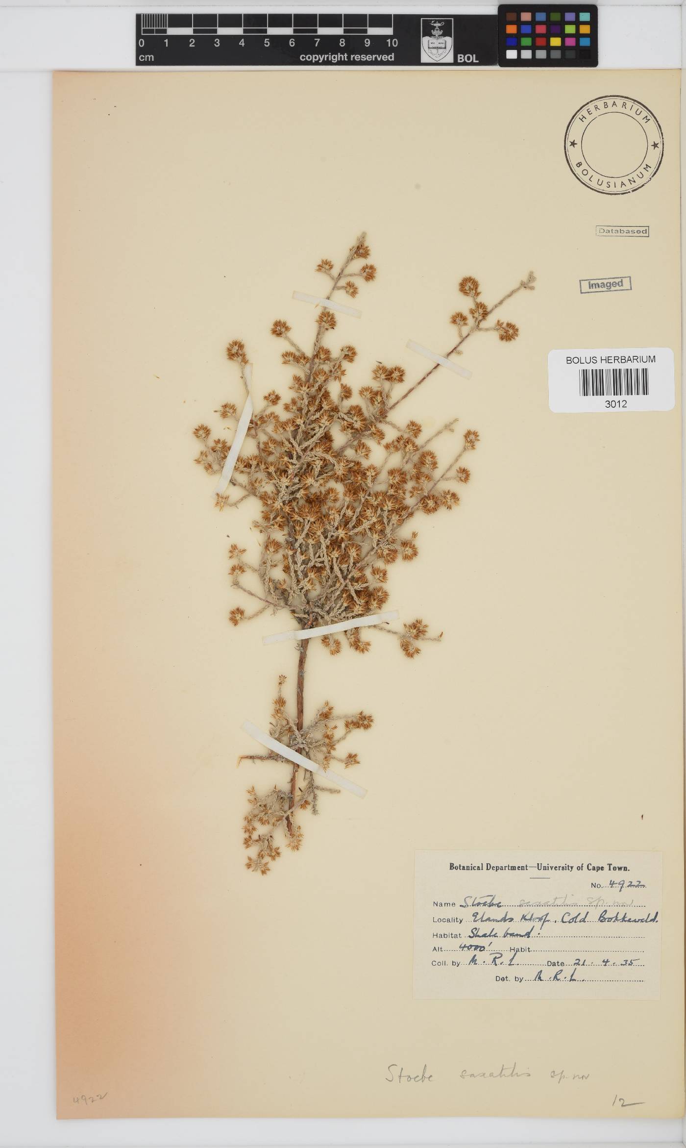 Seriphium saxatilis image