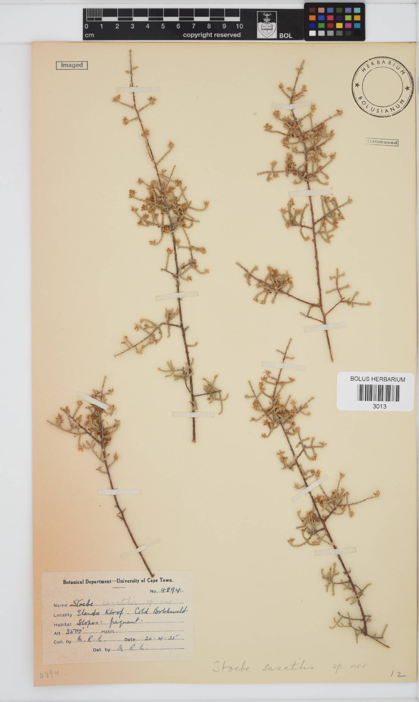 Seriphium saxatilis image