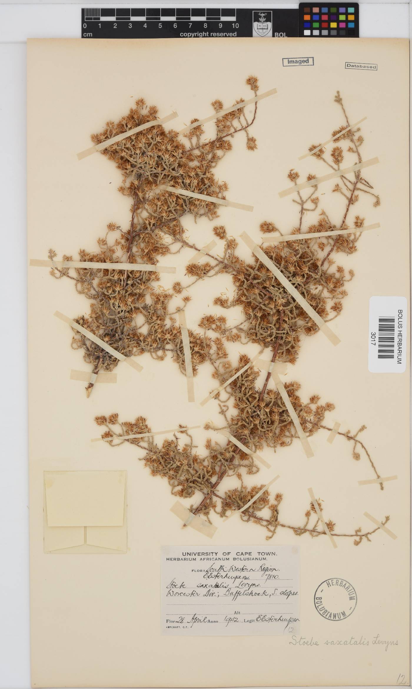 Seriphium saxatilis image