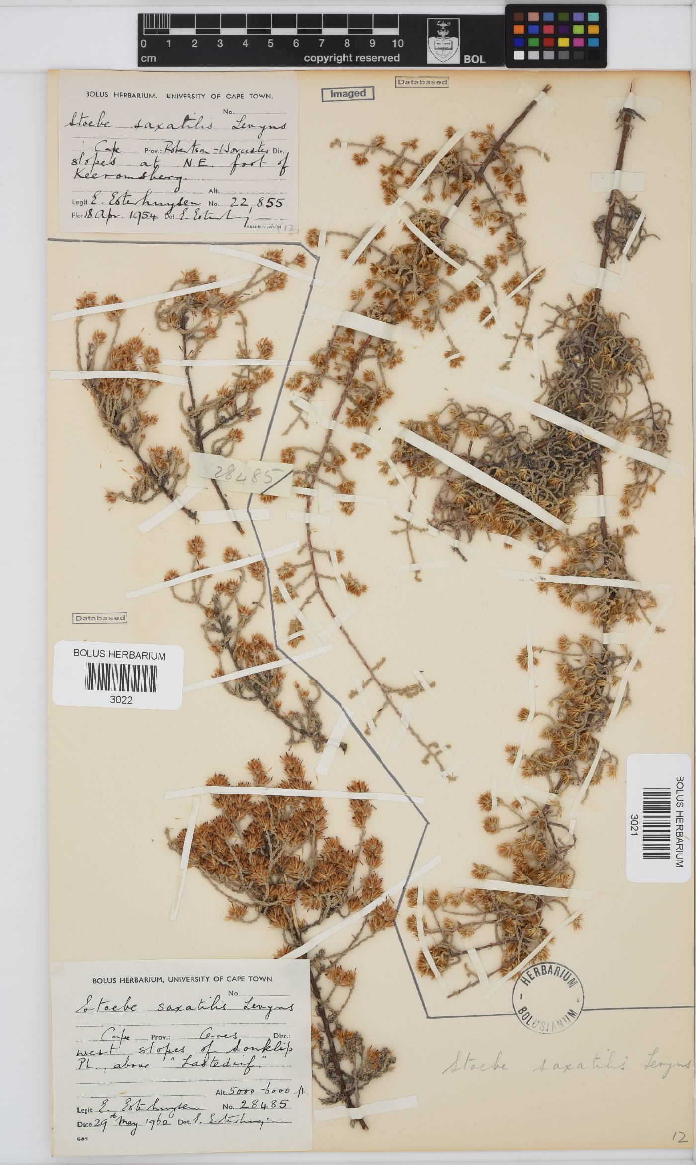 Seriphium saxatilis image