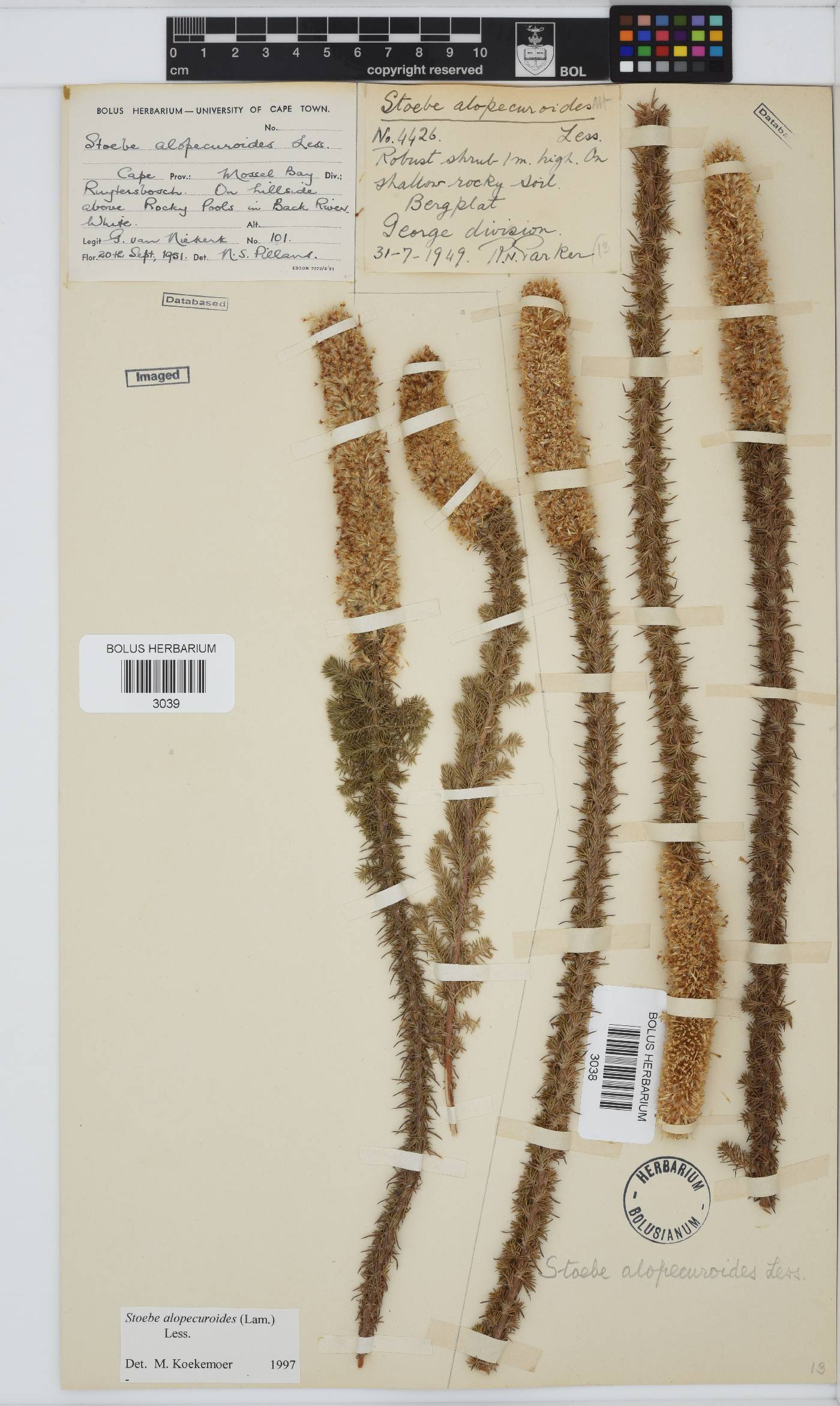Stoebe alopecuroides image