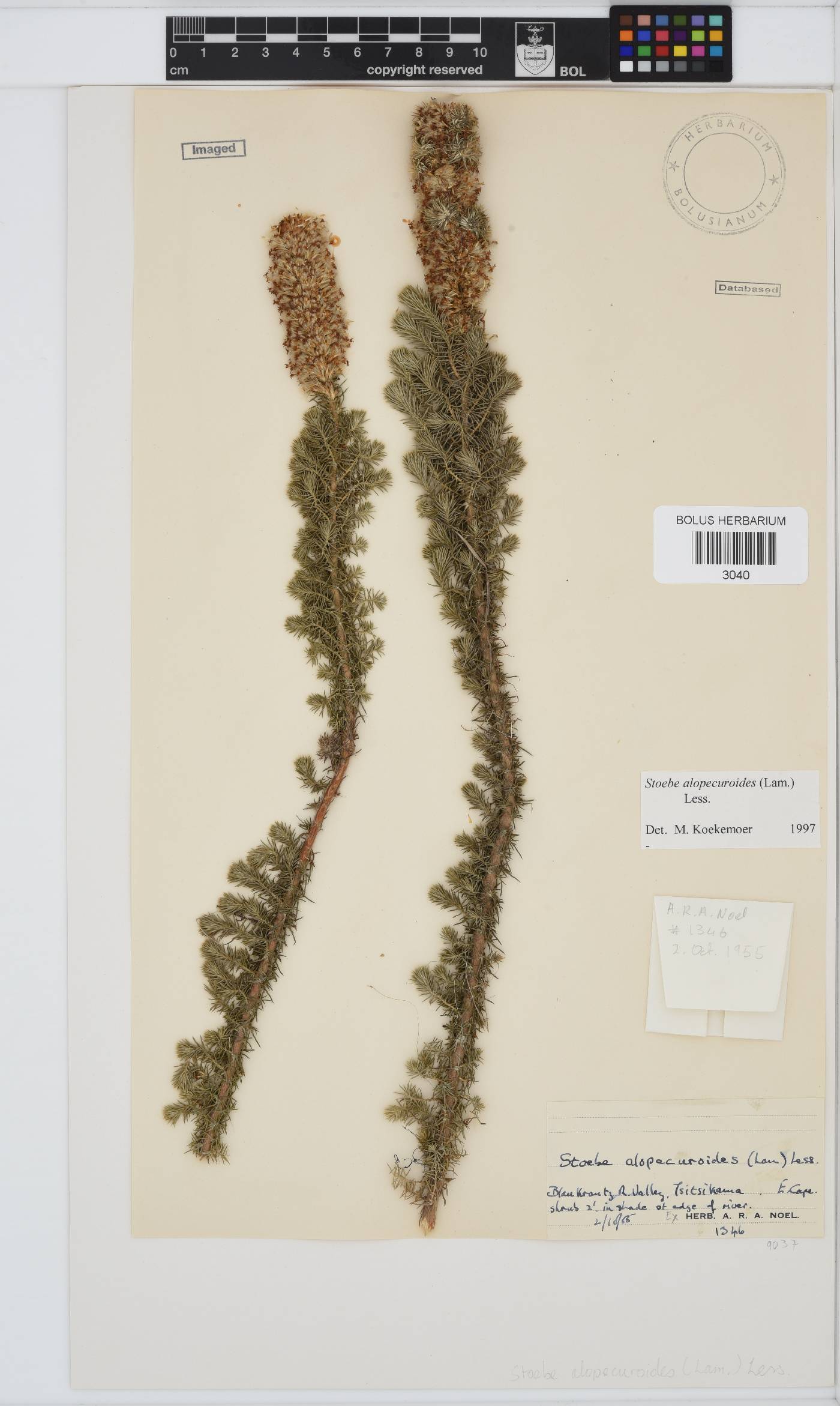 Stoebe alopecuroides image