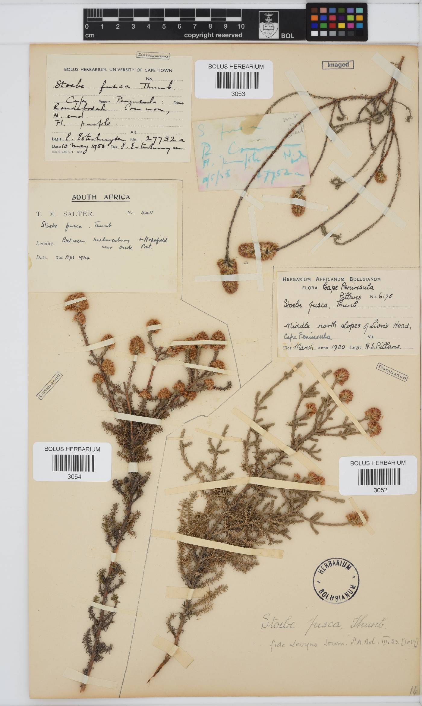 Stoebe image
