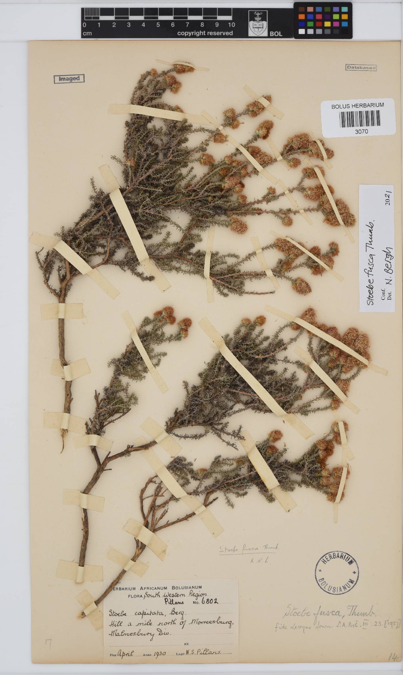 Stoebe fusca image
