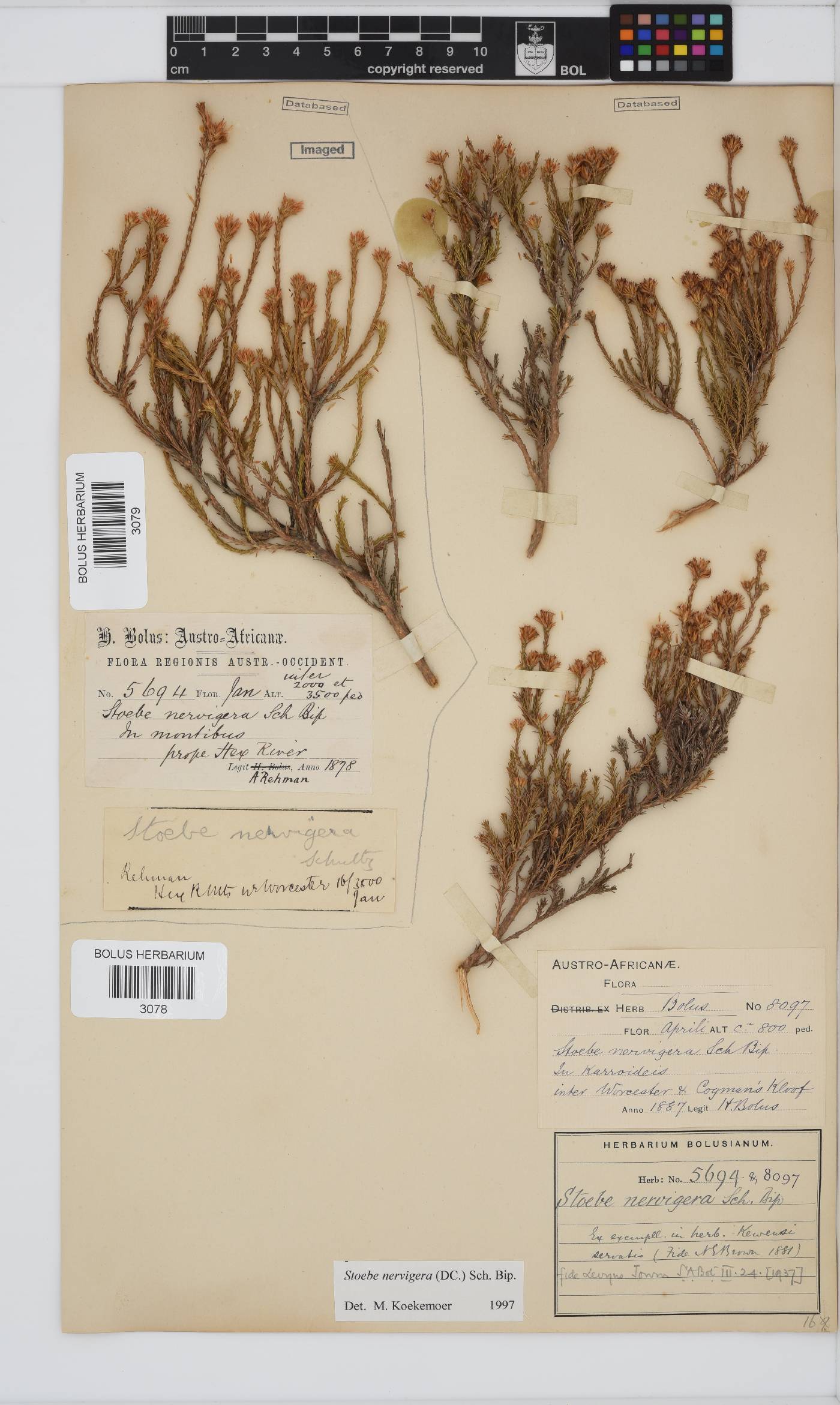 Stoebe image