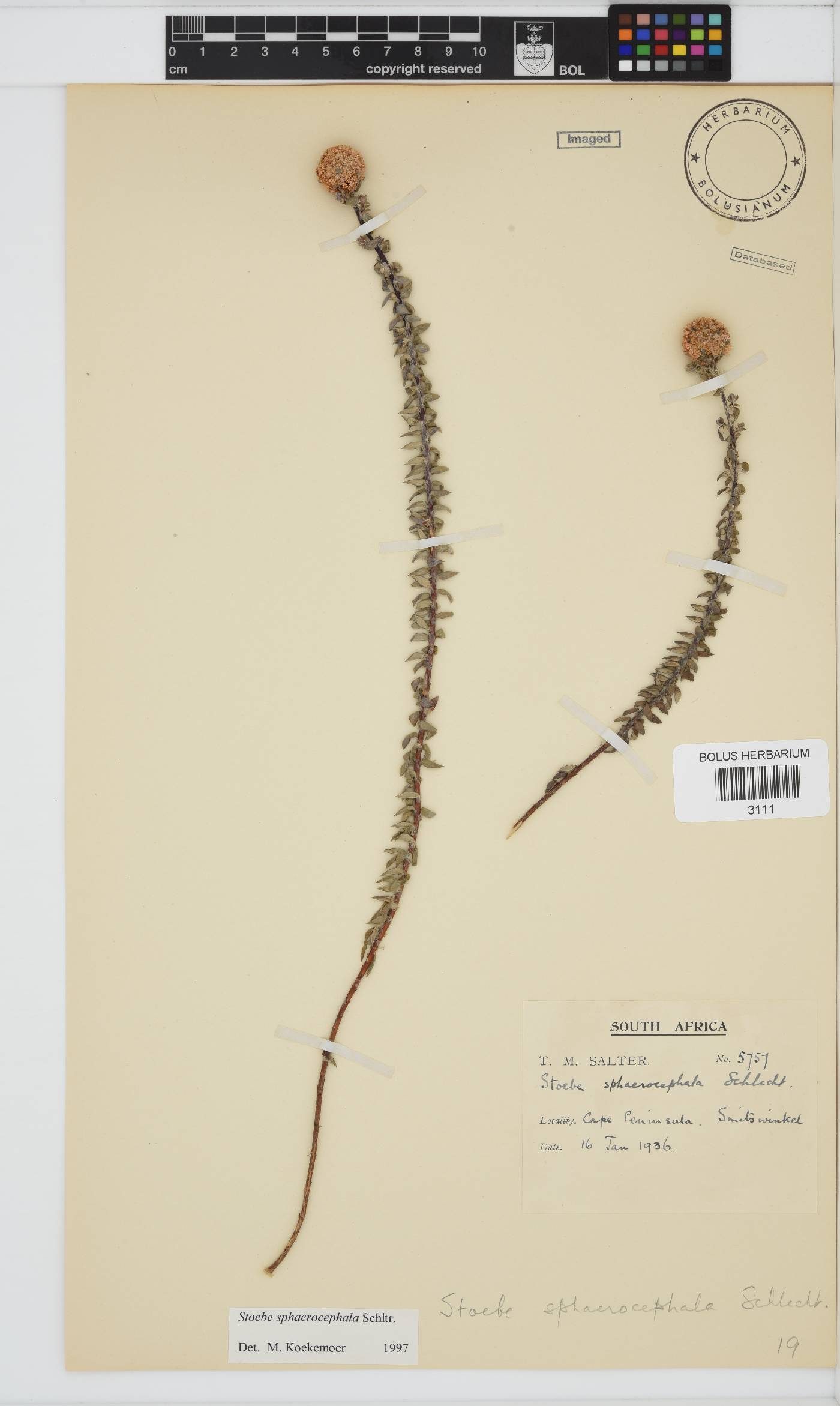 Stoebe cyathuloides image