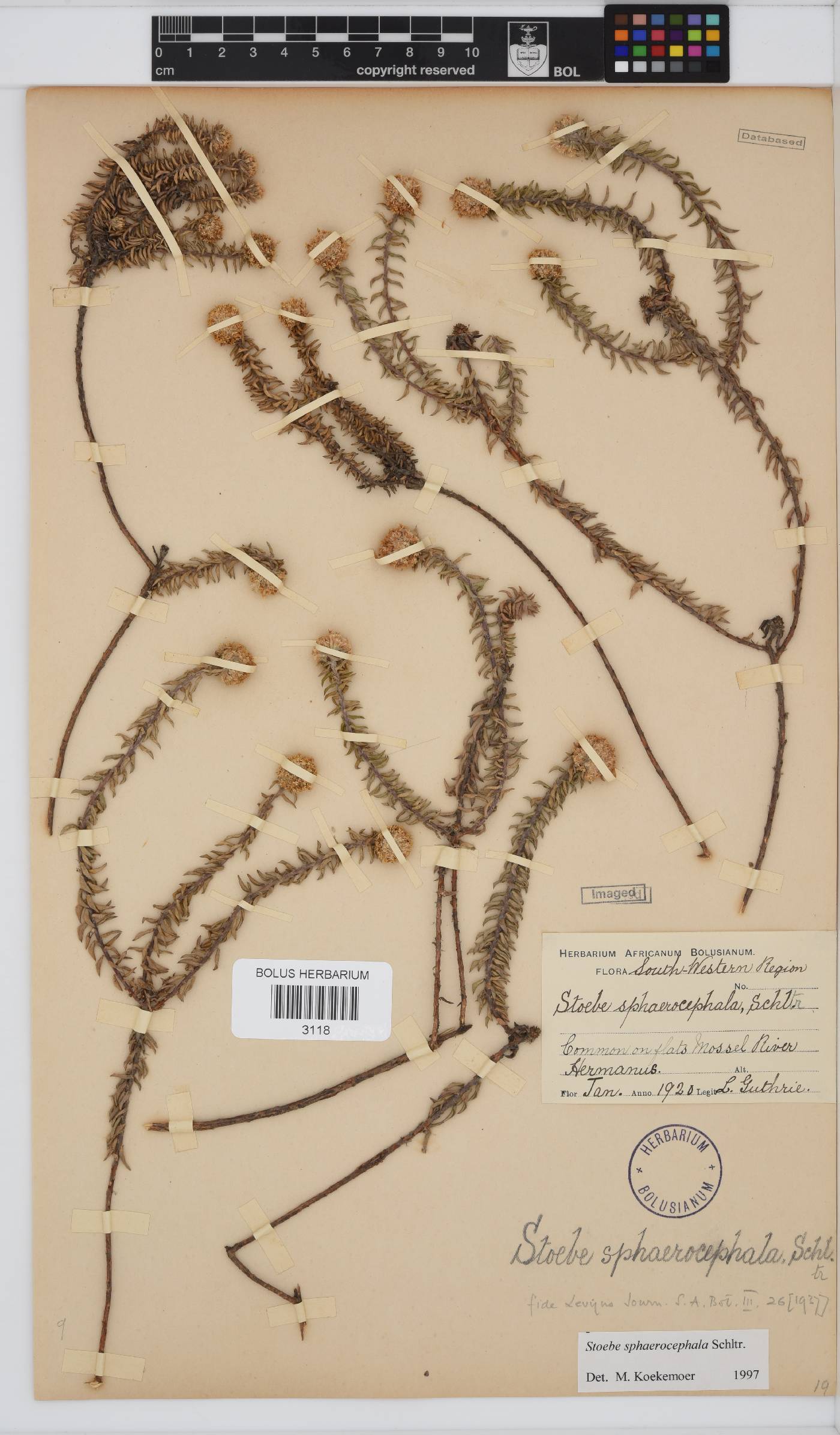 Stoebe cyathuloides image