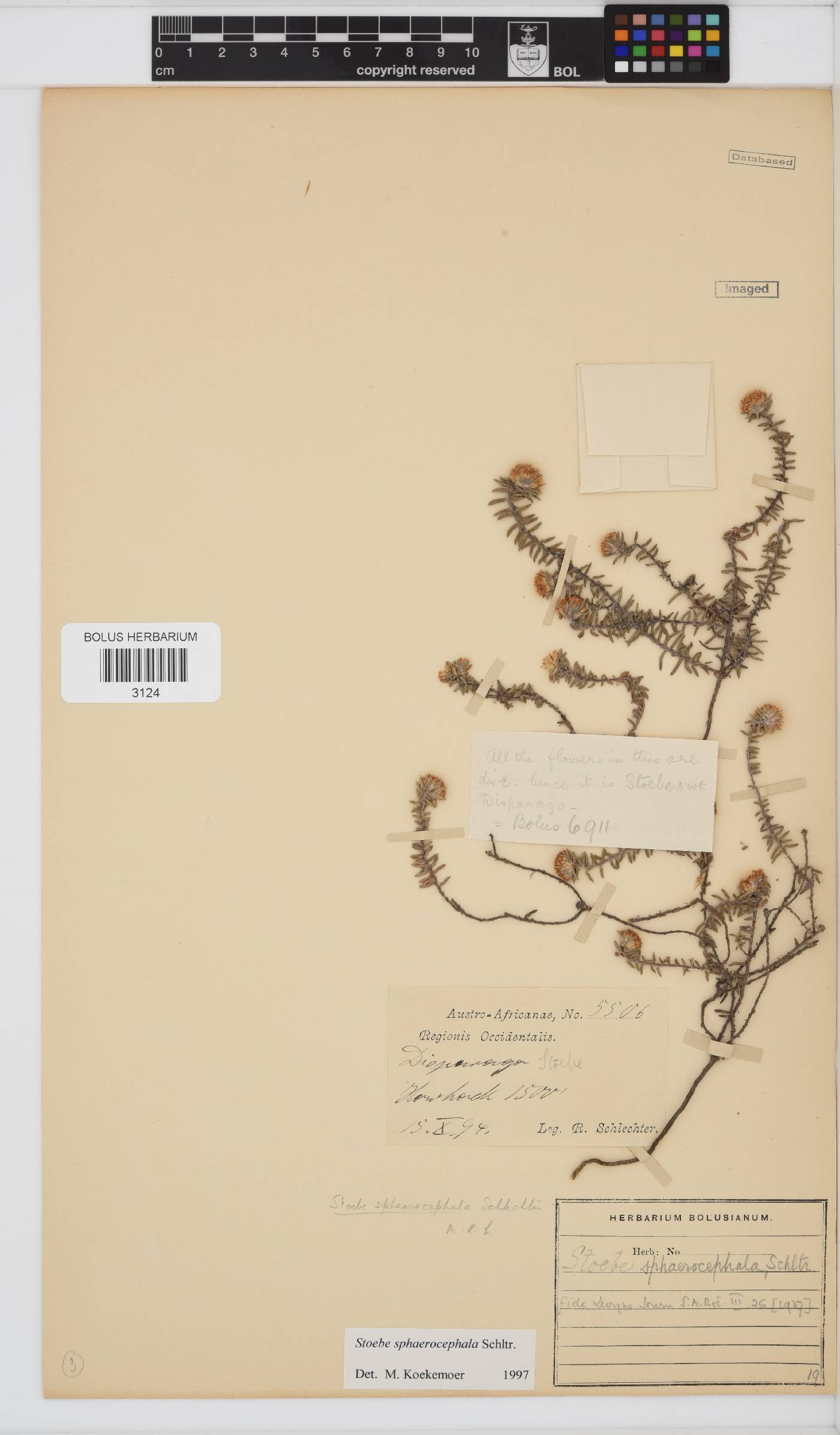 Stoebe cyathuloides image